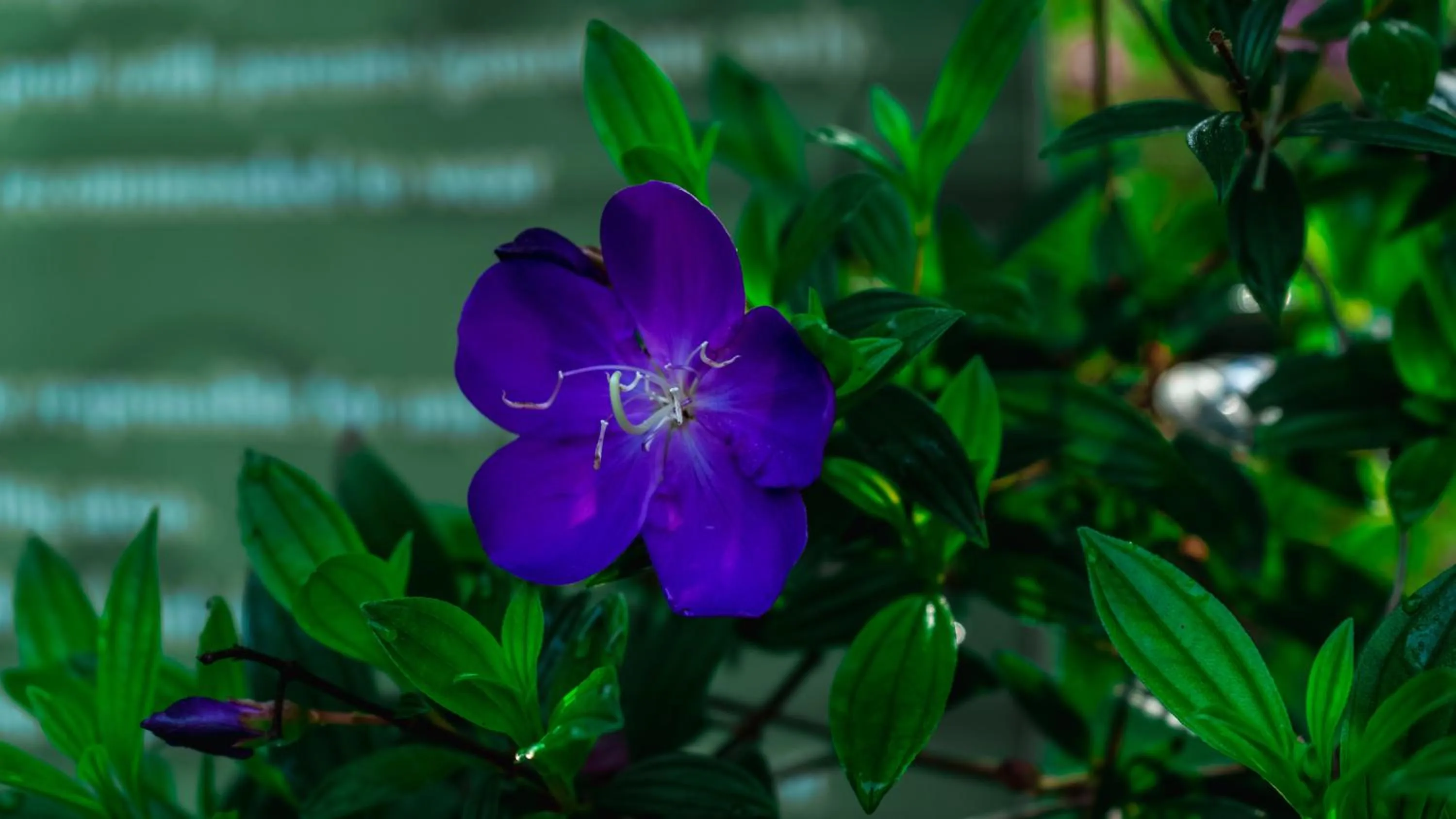 Garden in Vythiri Holiday Resort, Wayanad