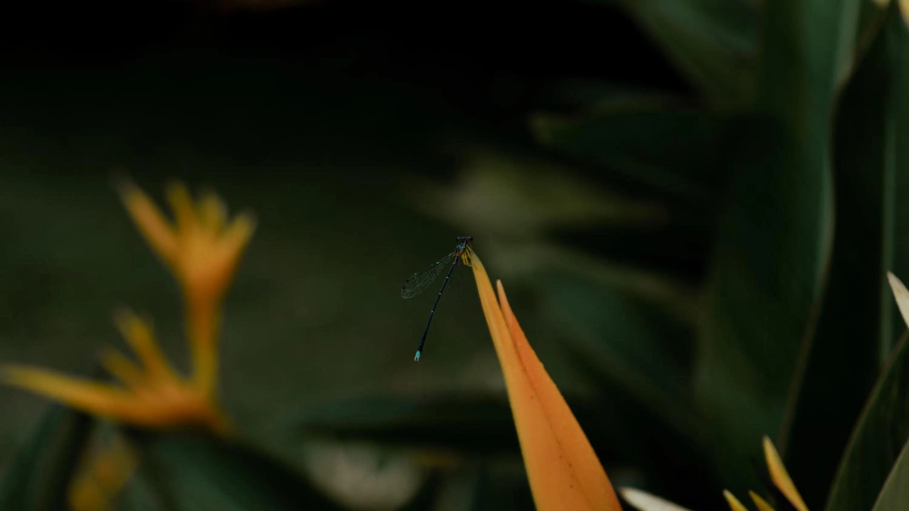 Night in Vythiri Holiday Resort, Wayanad