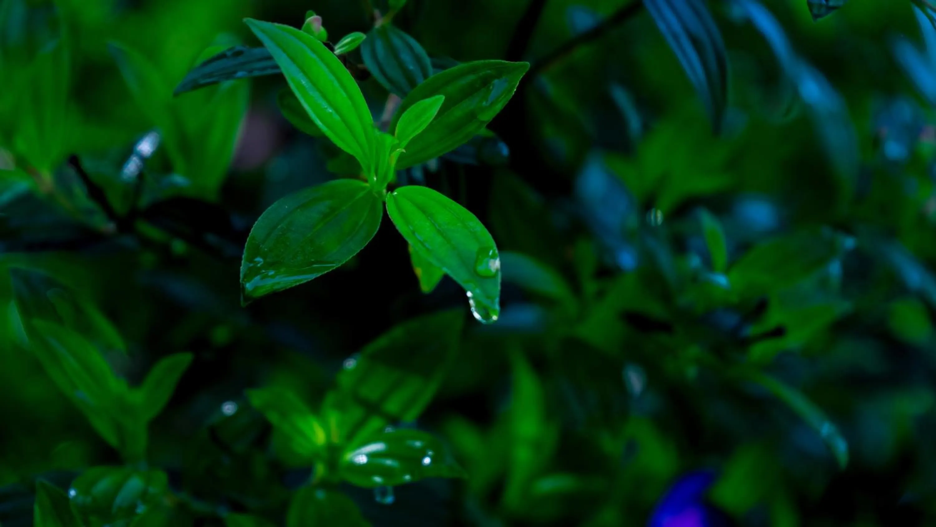 Spring in Vythiri Holiday Resort, Wayanad