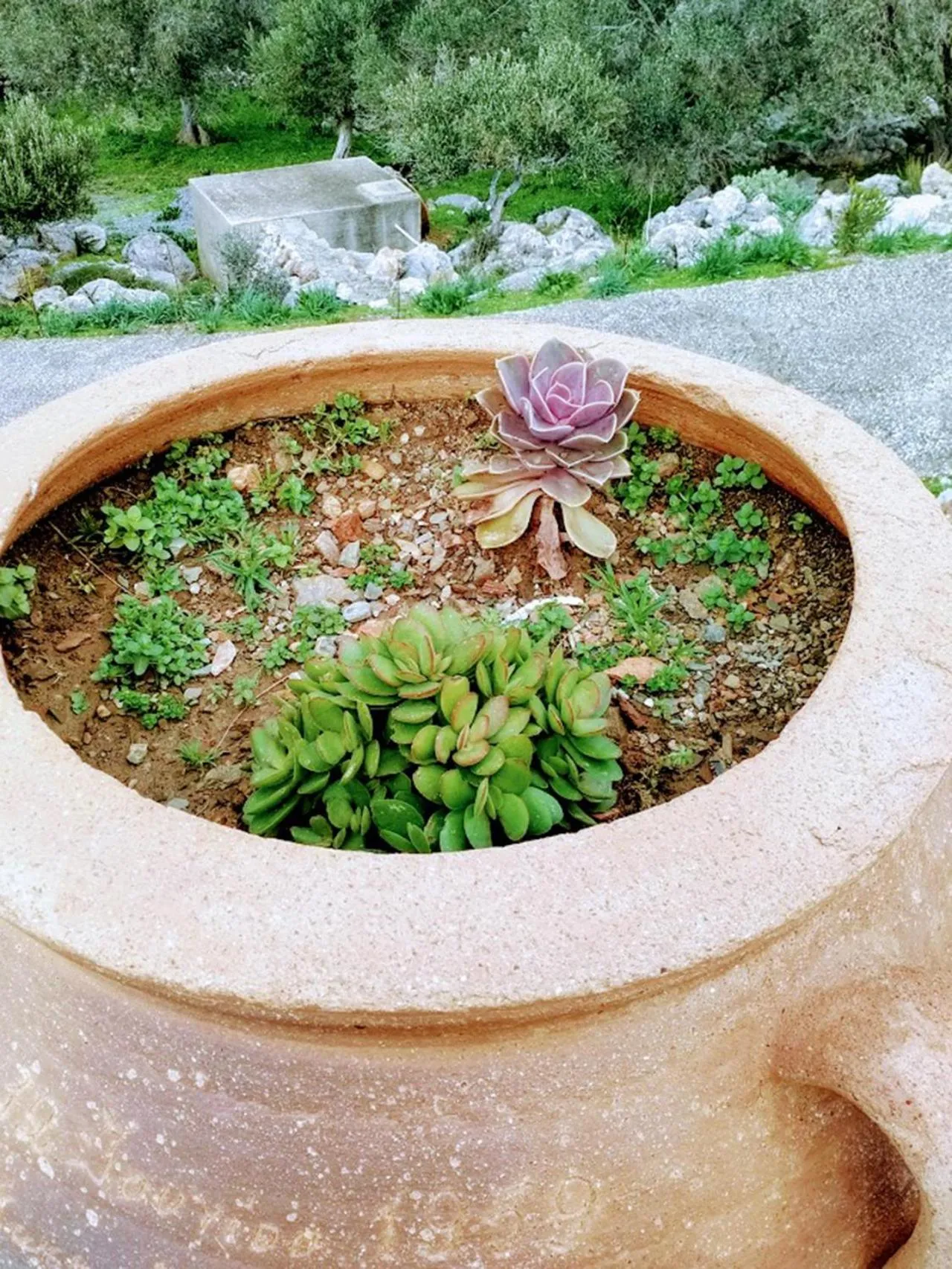 Garden in Akropolis Studios