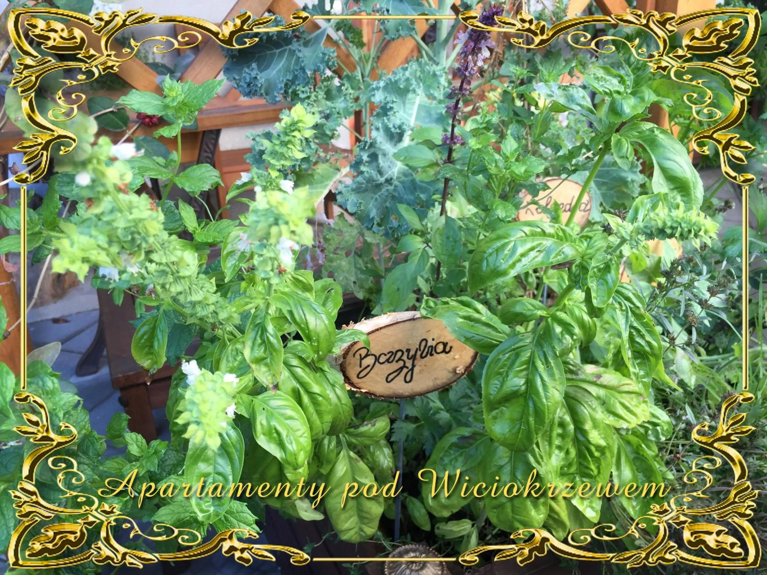 Garden in Apartamenty pod Wiciokrzewem