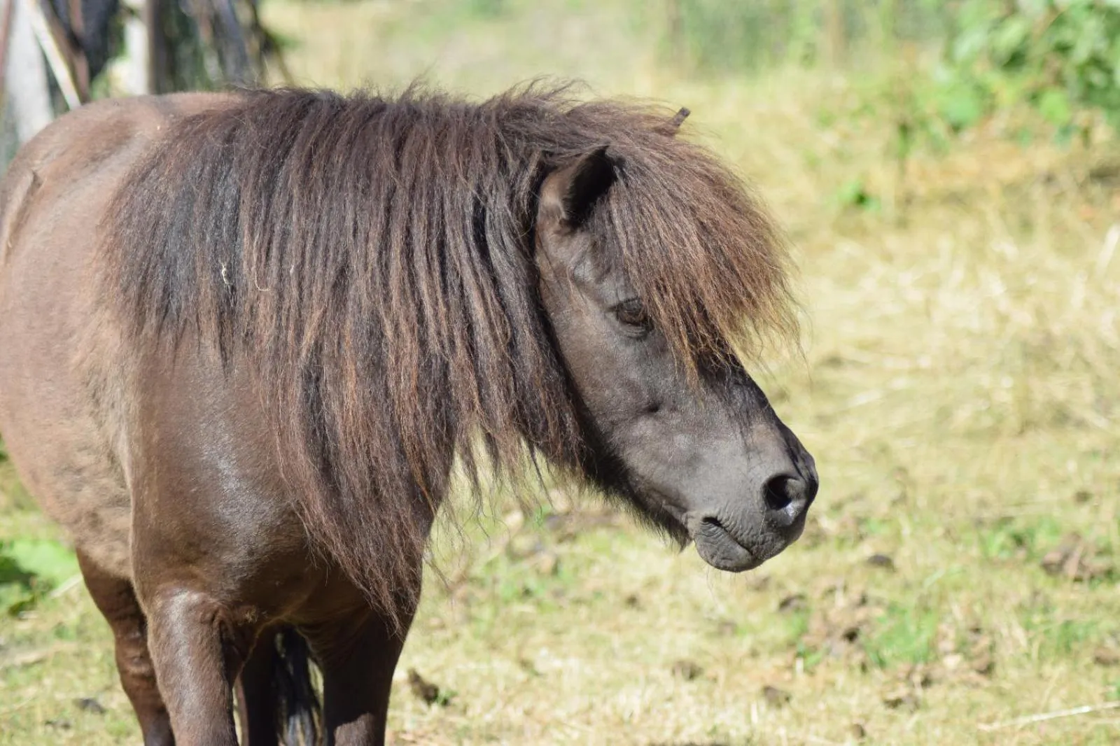 Animals in LandGut Berlinchen
