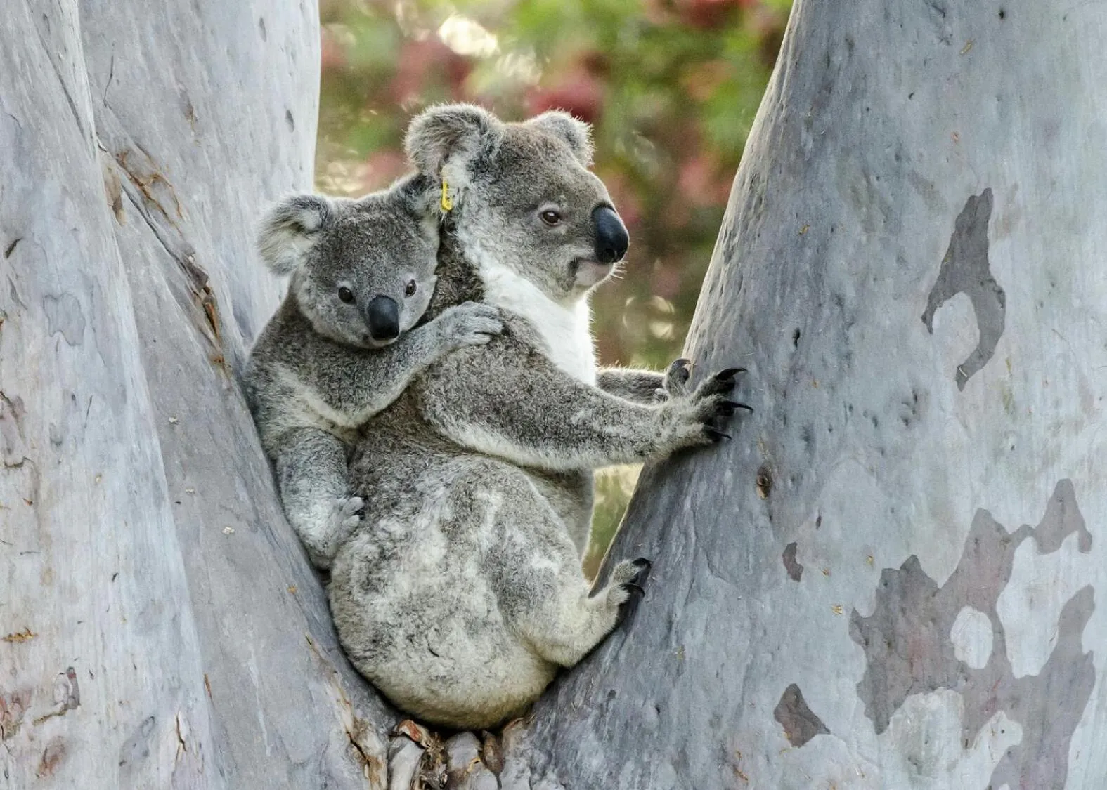 Animals in Flynns Beach Caravan Park