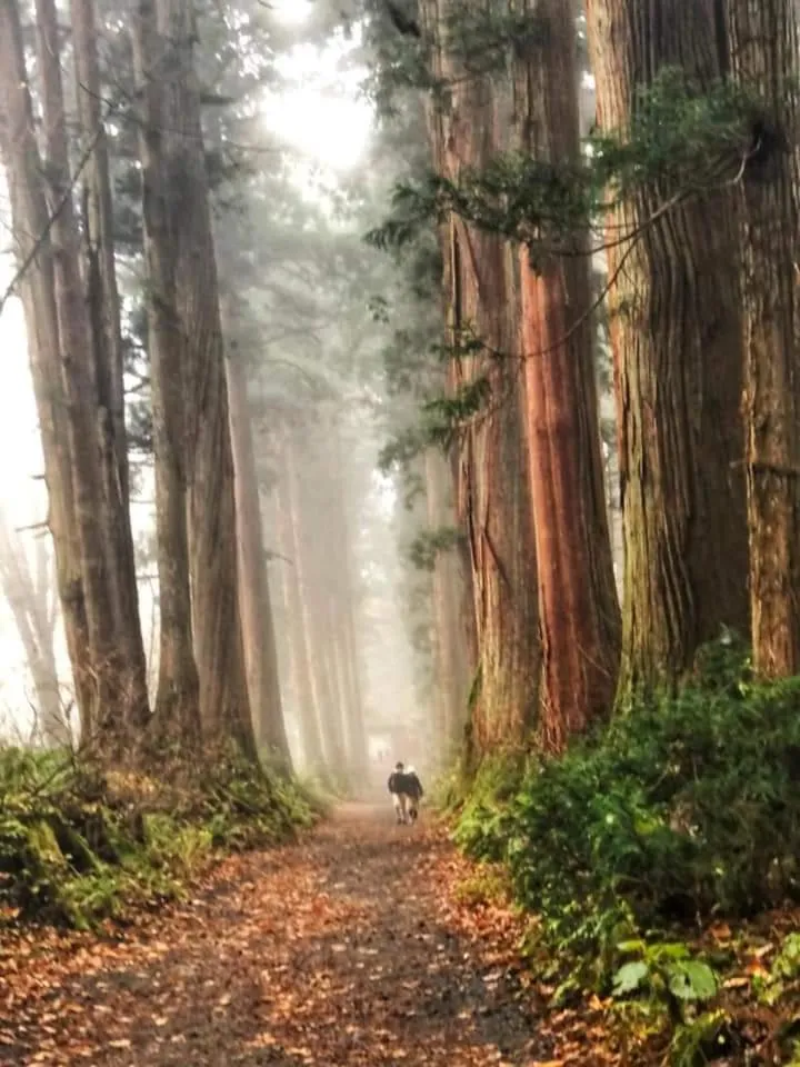 Natural landscape in Hotel Tae Windsor