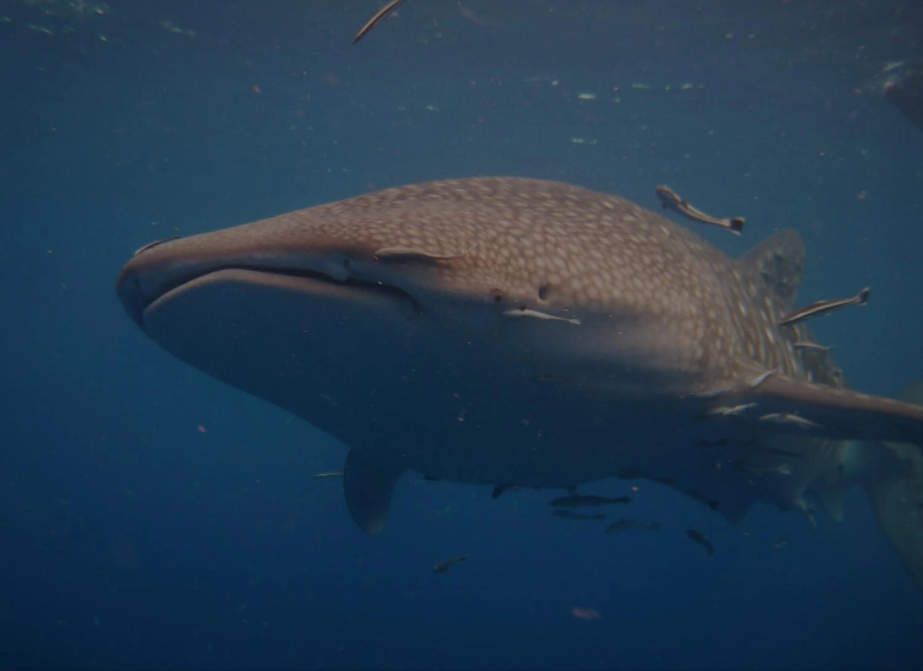 Snorkeling in New Heaven Dive School and Resort