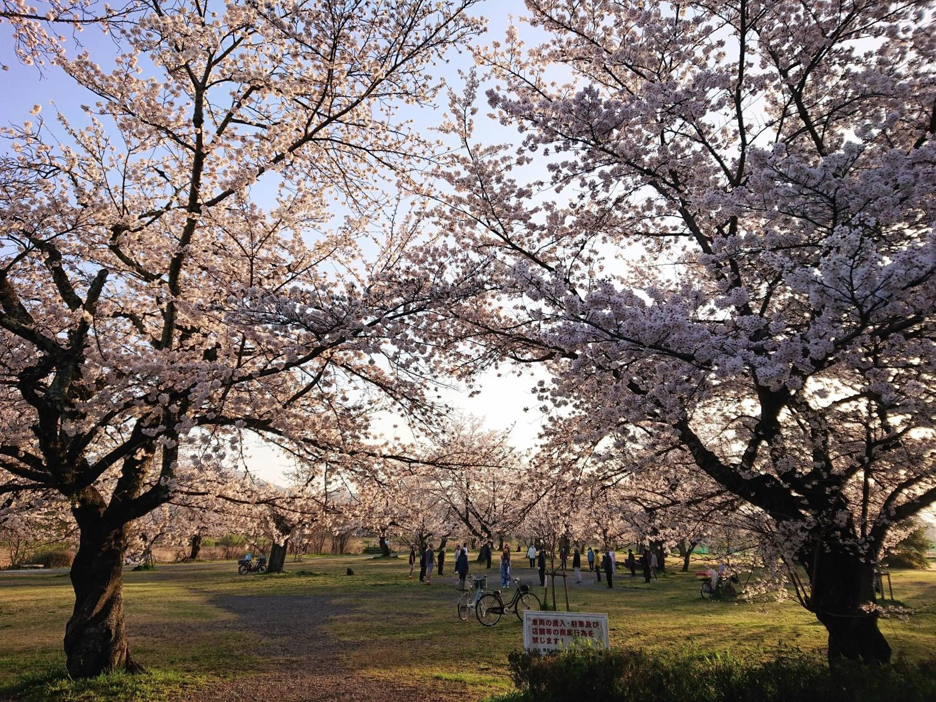 Nearby landmark in Hotel Arashiyama