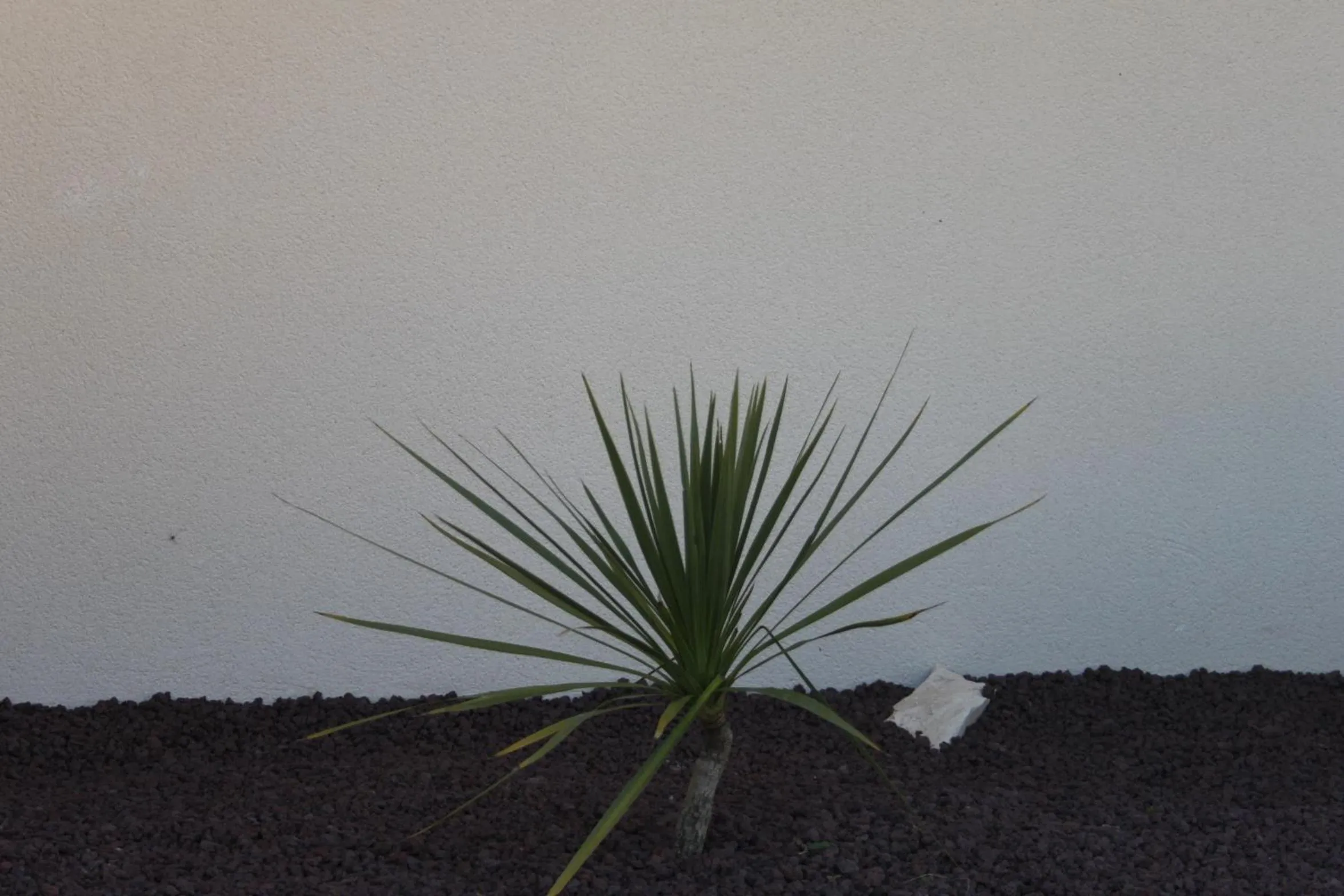 Garden in Au Fil des Cévennes