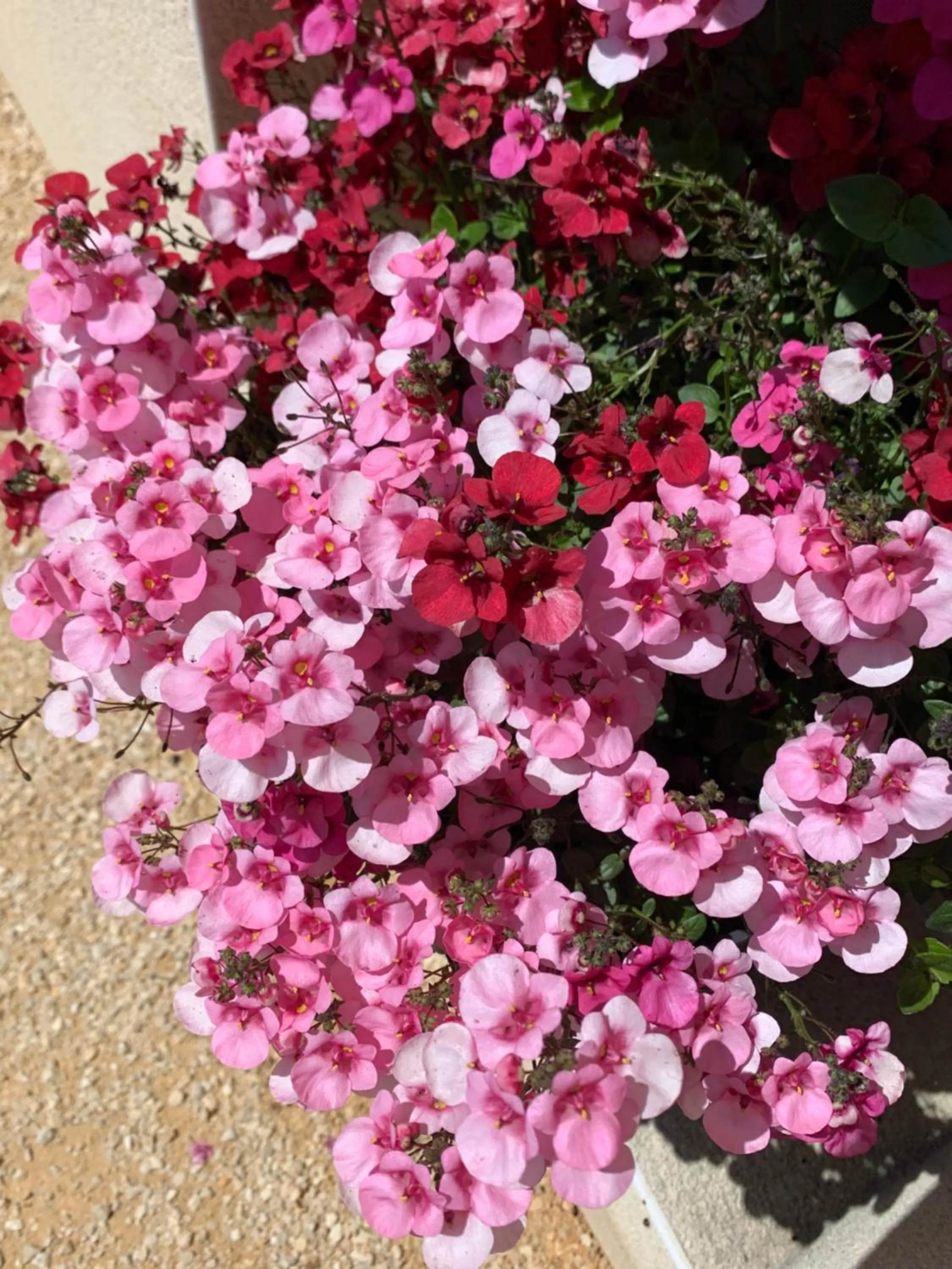 Garden in Au Fil des Cévennes