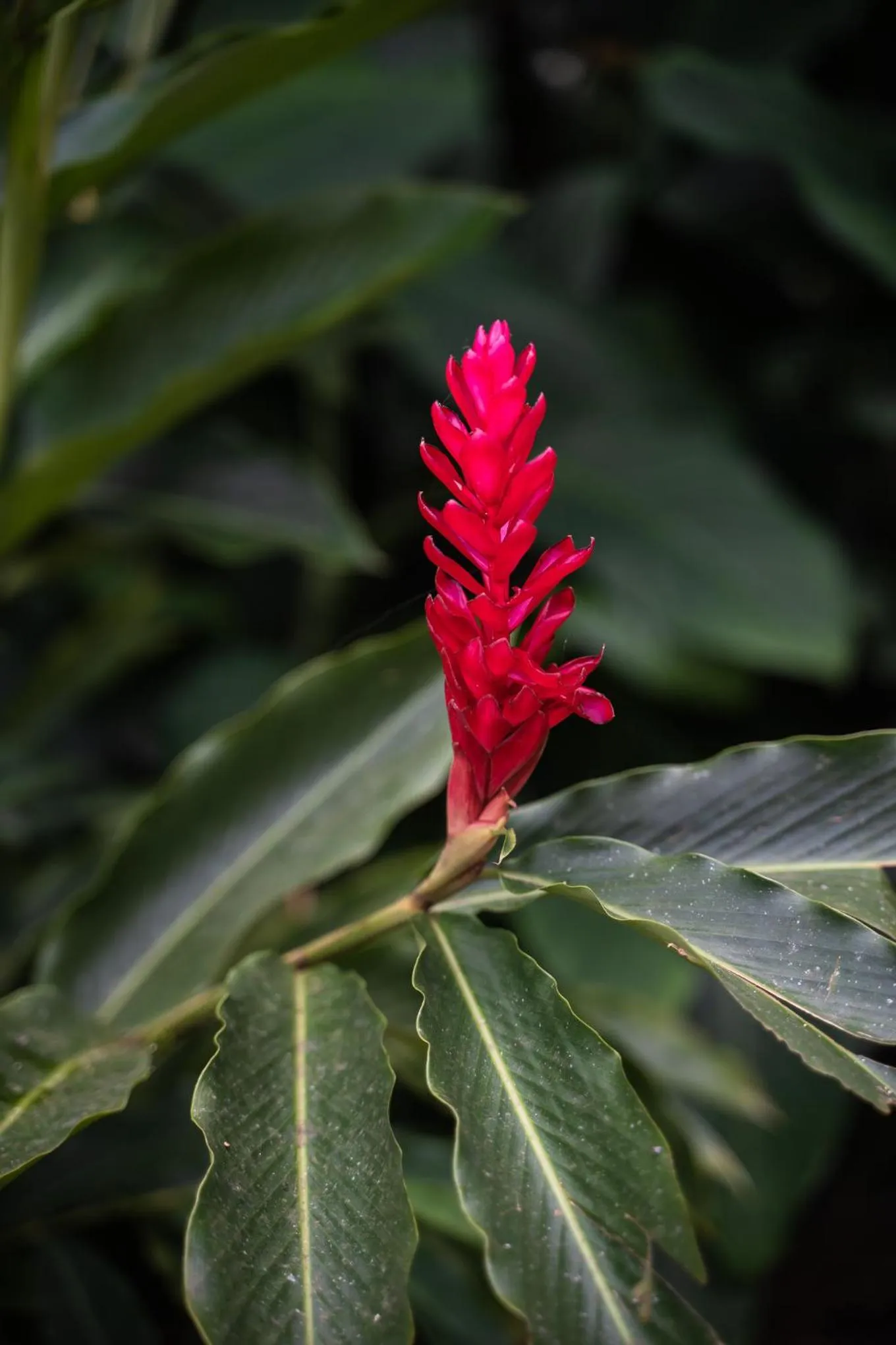 Garden in Bonito Paraiso Ilha Grande