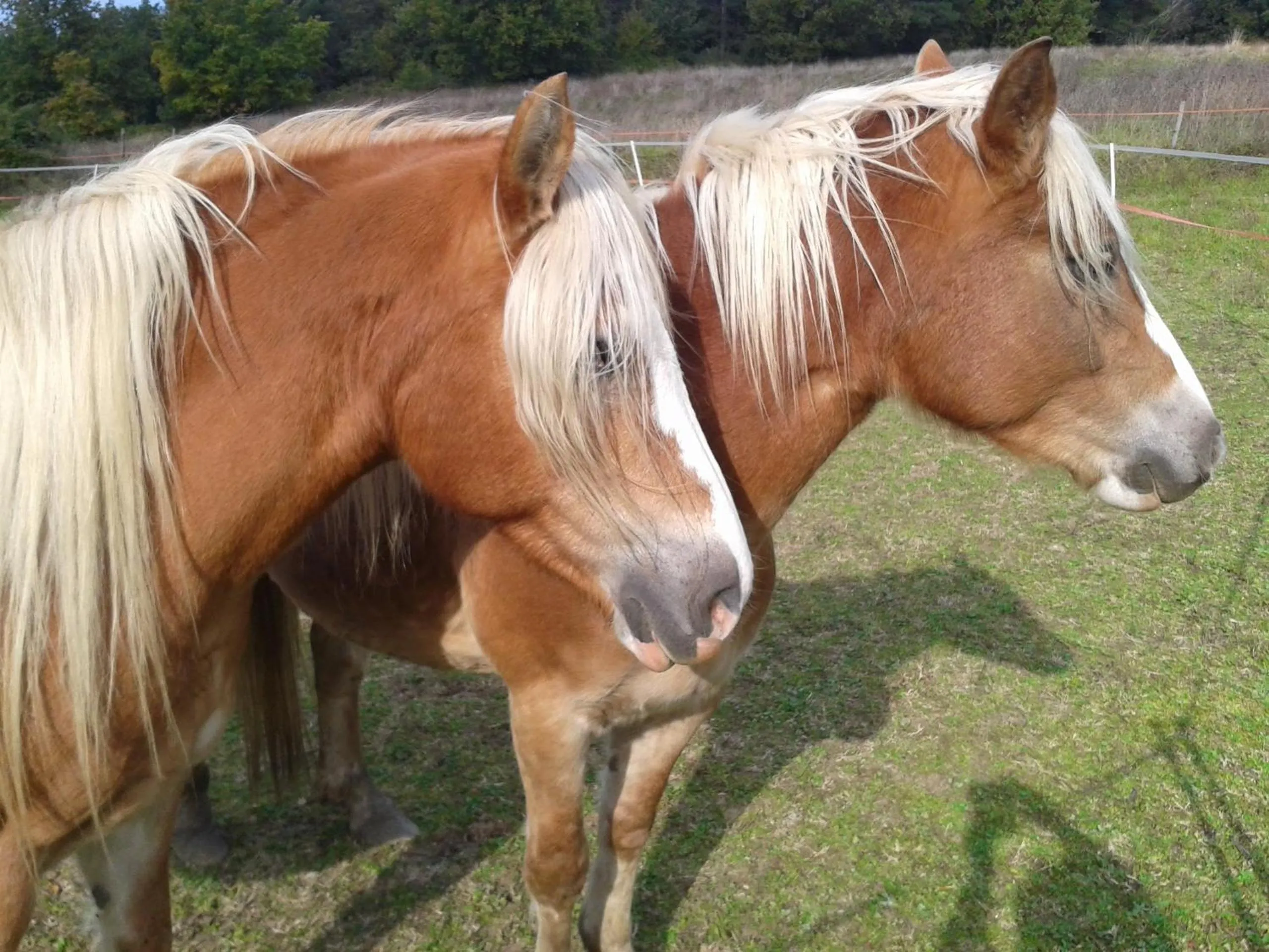 Horse-riding in Il Mugello B&B