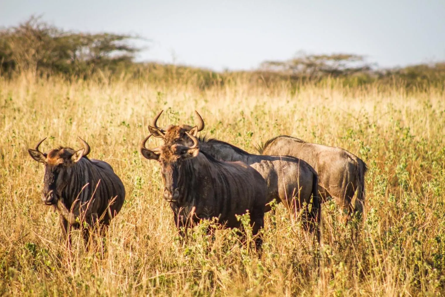 Animals in Mpeti Lodge