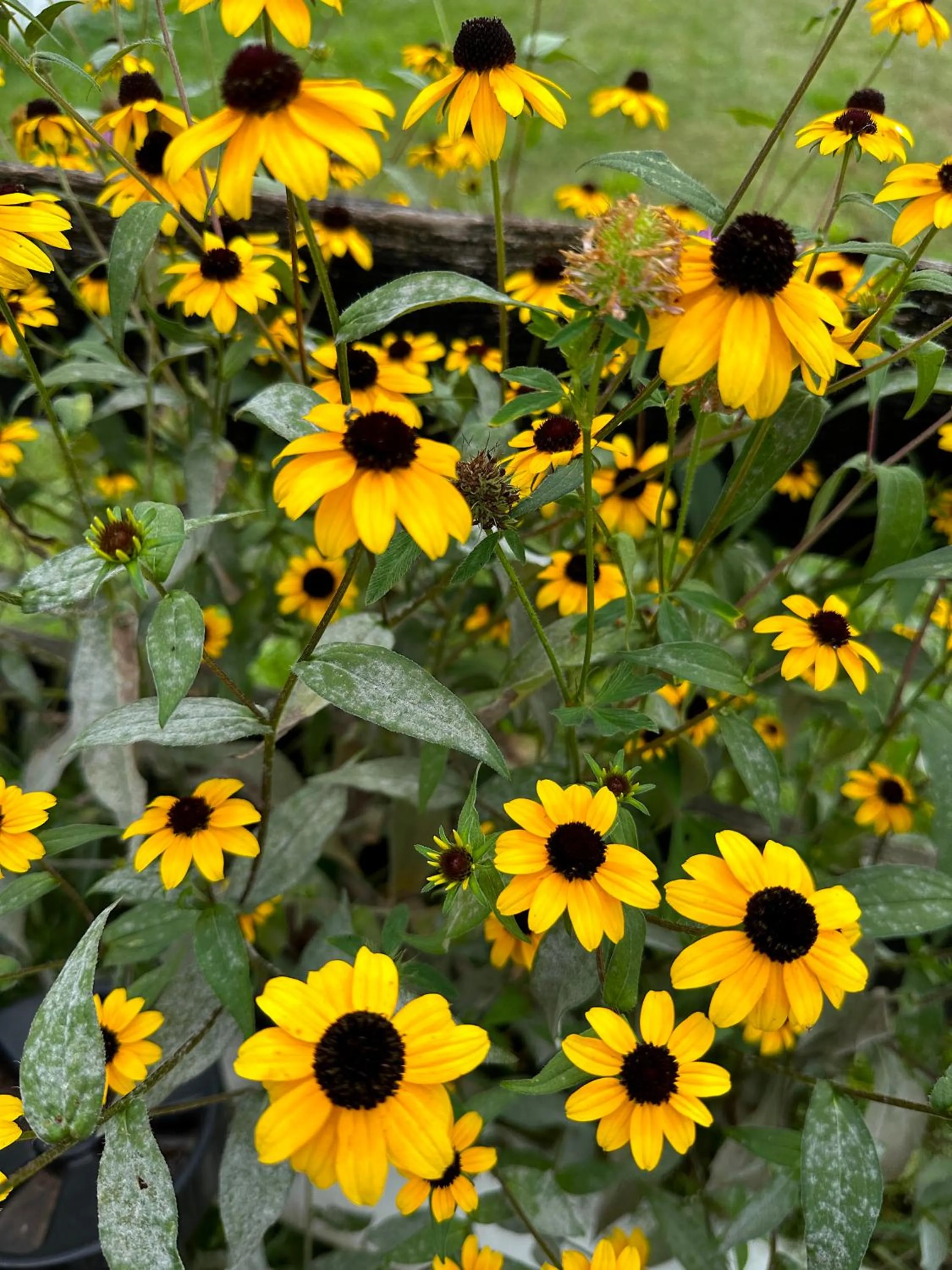 Garden in Pheasant Field Bed and Breakfast