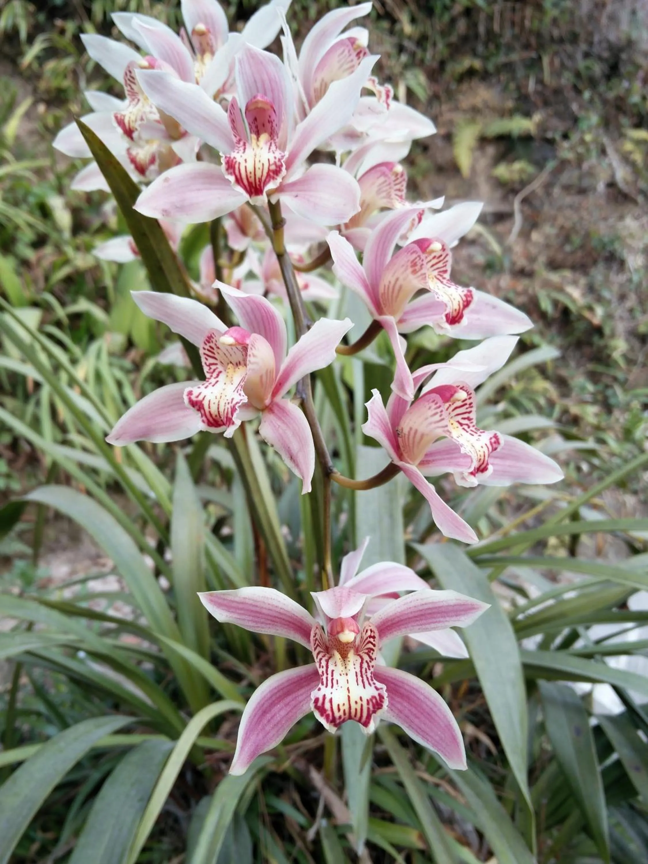 Garden in The Fort Resort