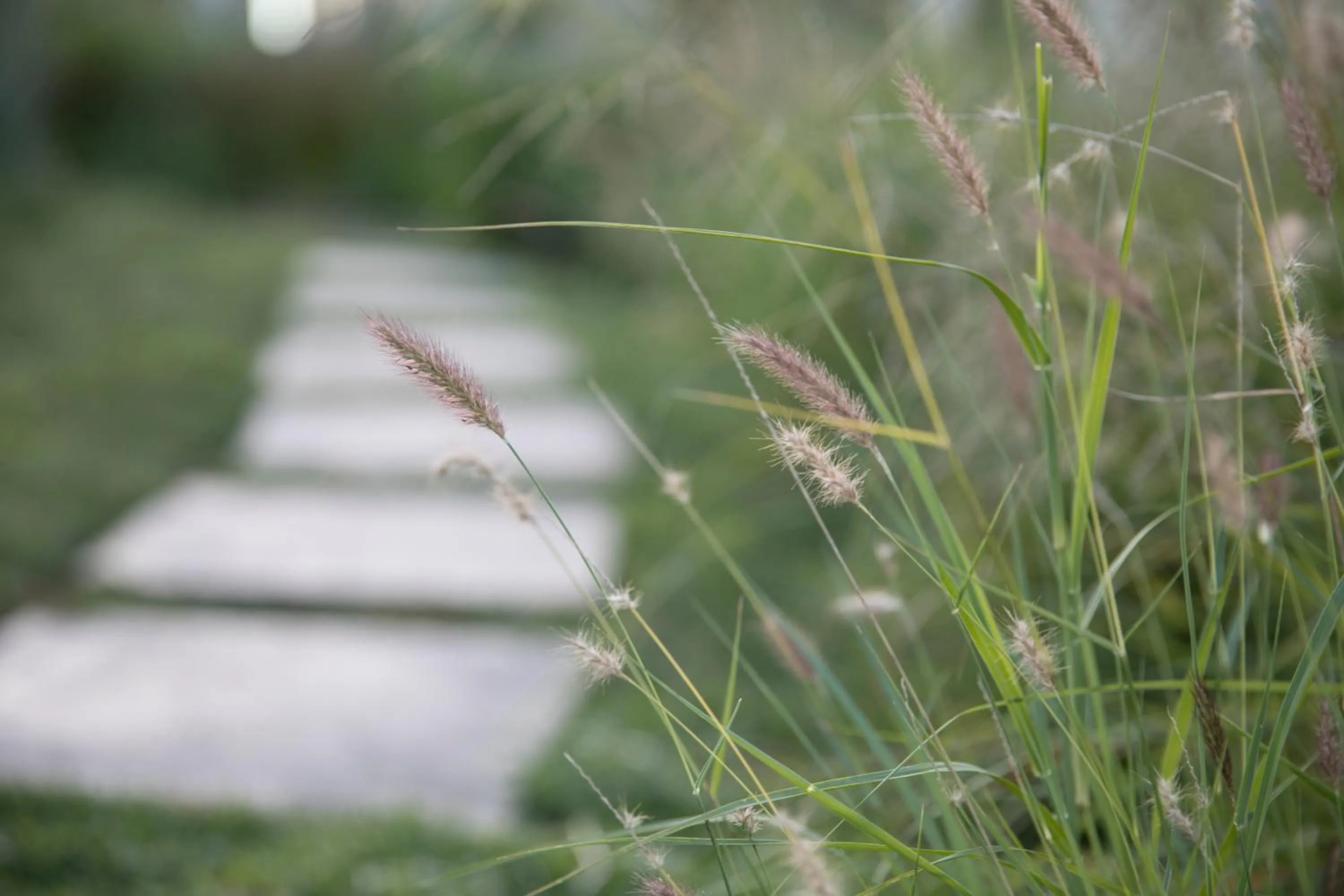 Garden in The Royal Fischer Hotel
