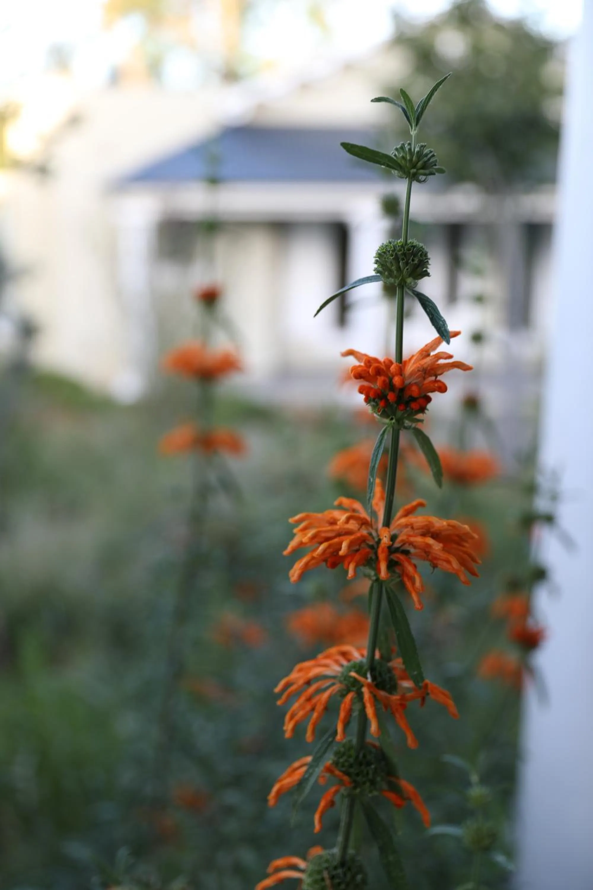 Garden in The Royal Fischer Hotel