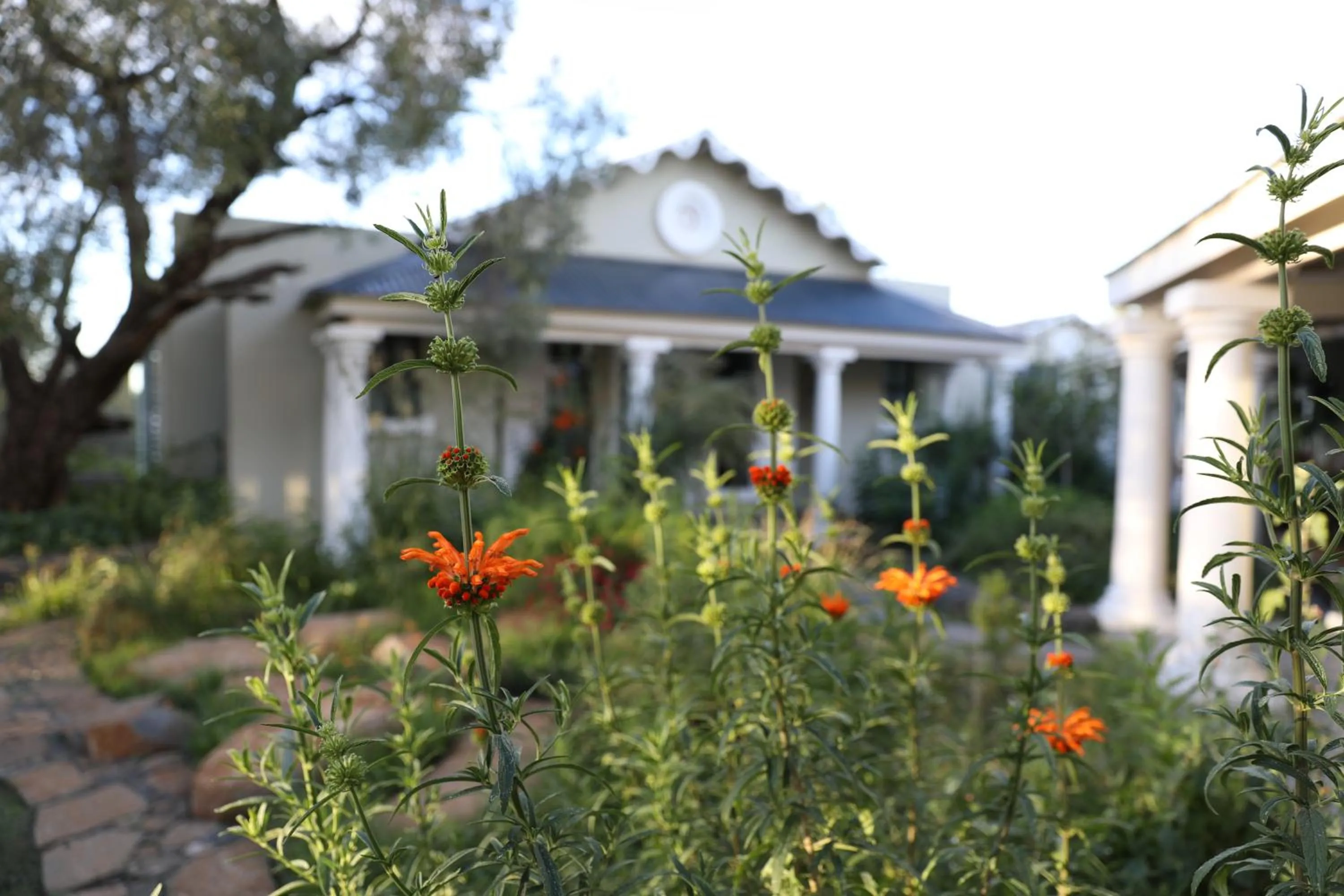 Garden in The Royal Fischer Hotel