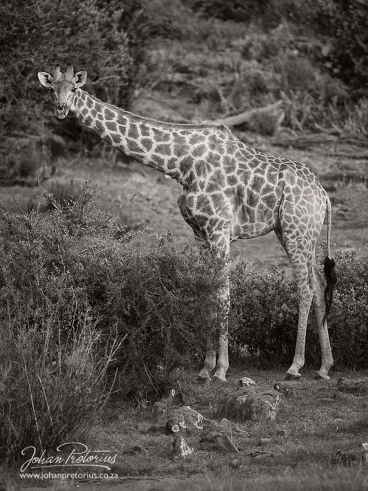 Animals in The Royal Fischer Hotel