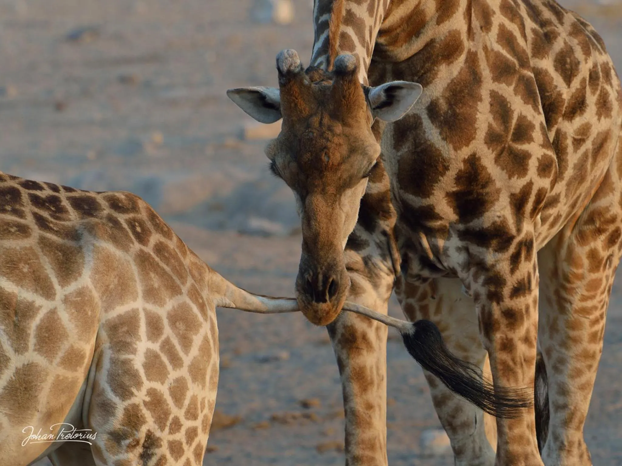 Animals in The Royal Fischer Hotel