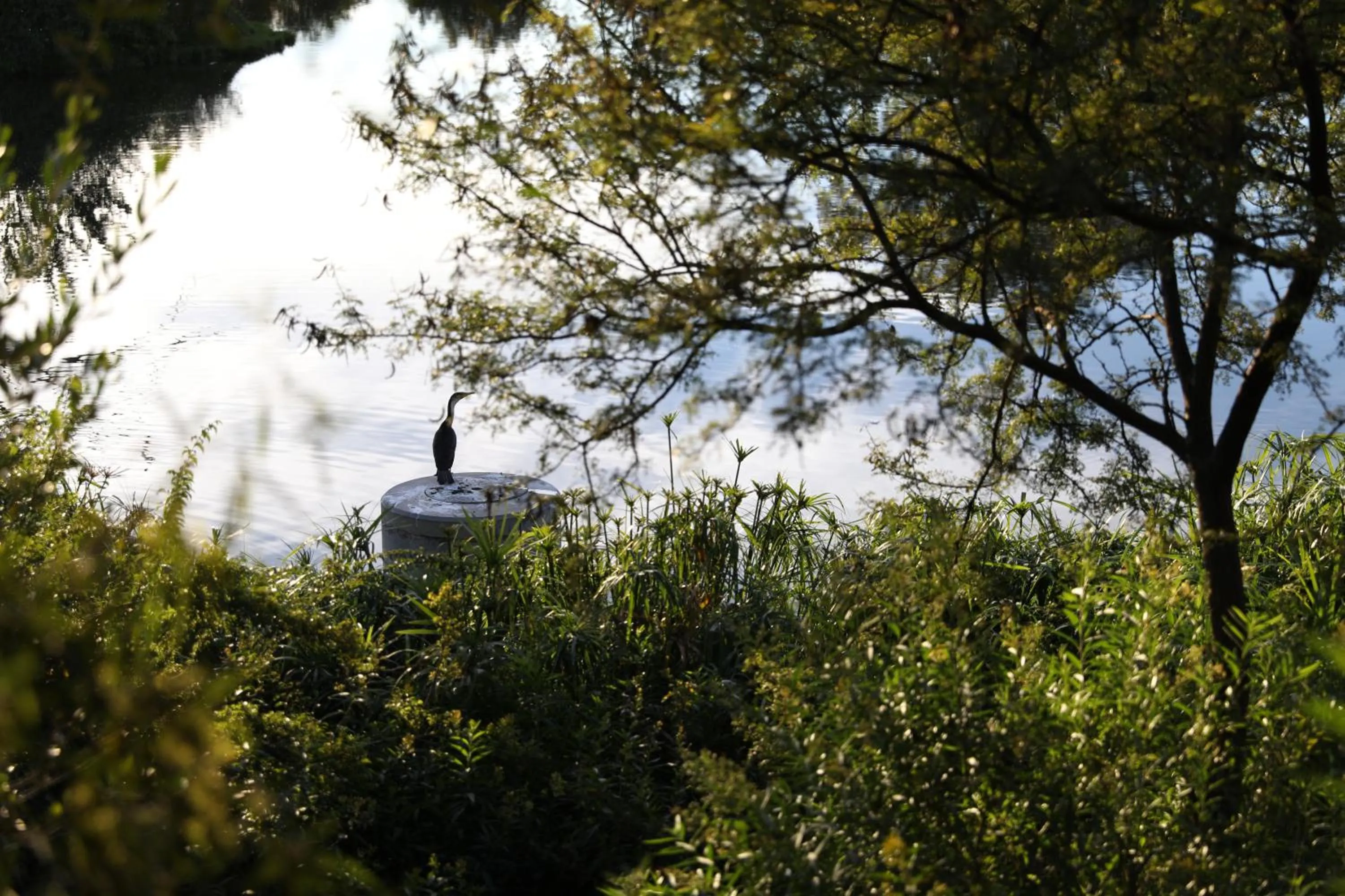 Garden in The Royal Fischer Hotel