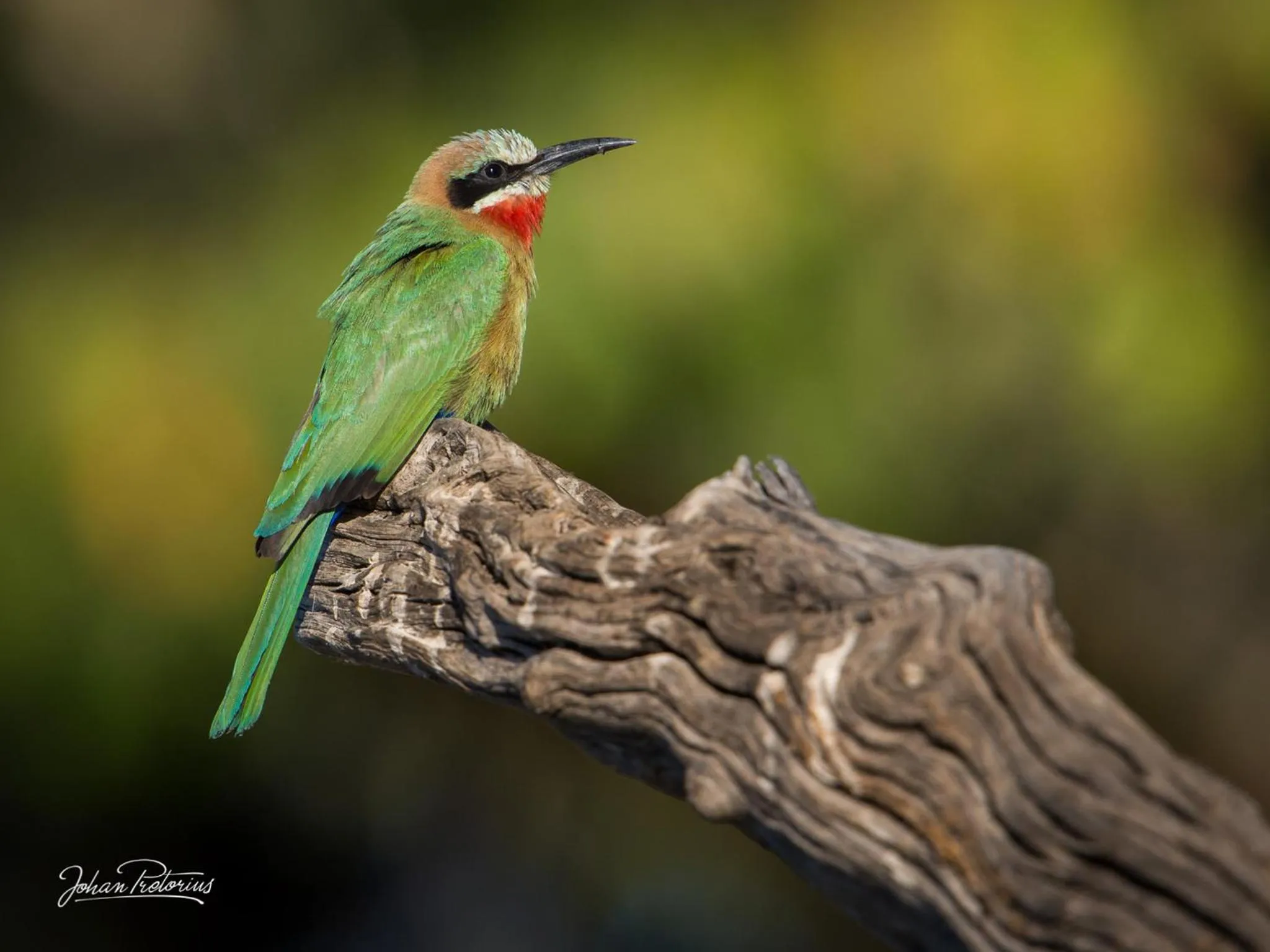Animals in The Royal Fischer Hotel
