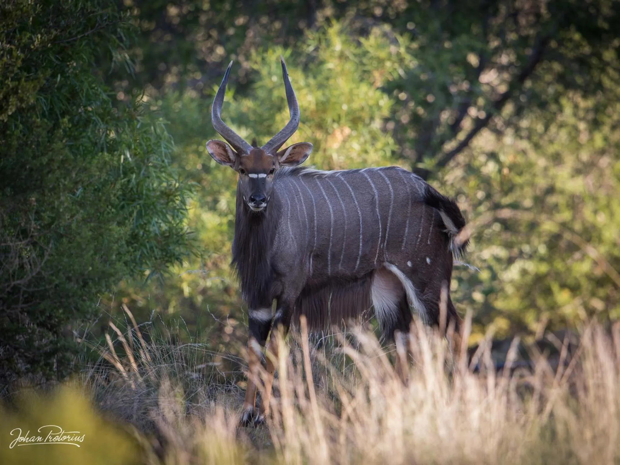 Animals in The Royal Fischer Hotel