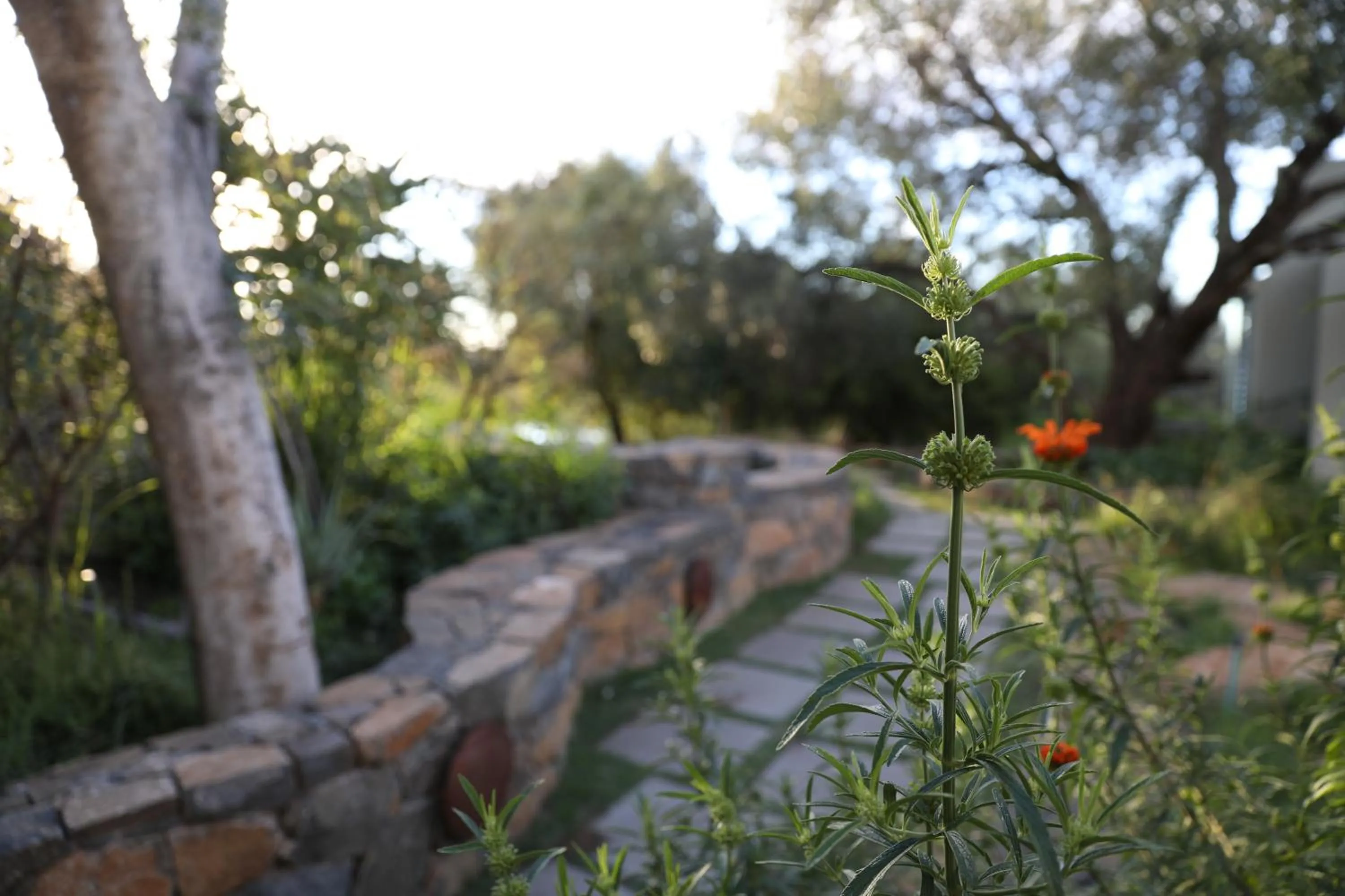 Garden in The Royal Fischer Hotel