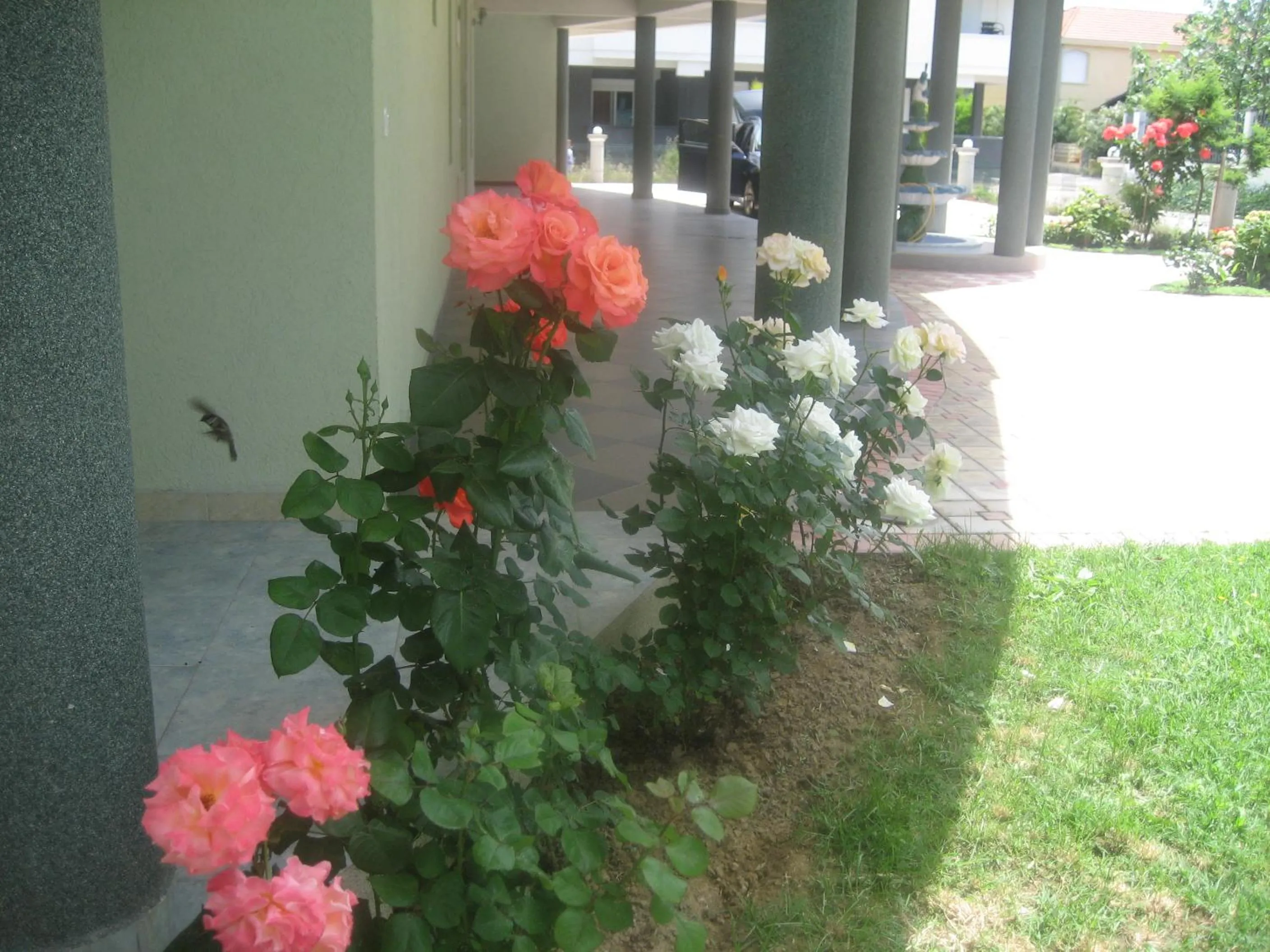 Garden view in Guest House Vila Mimoza