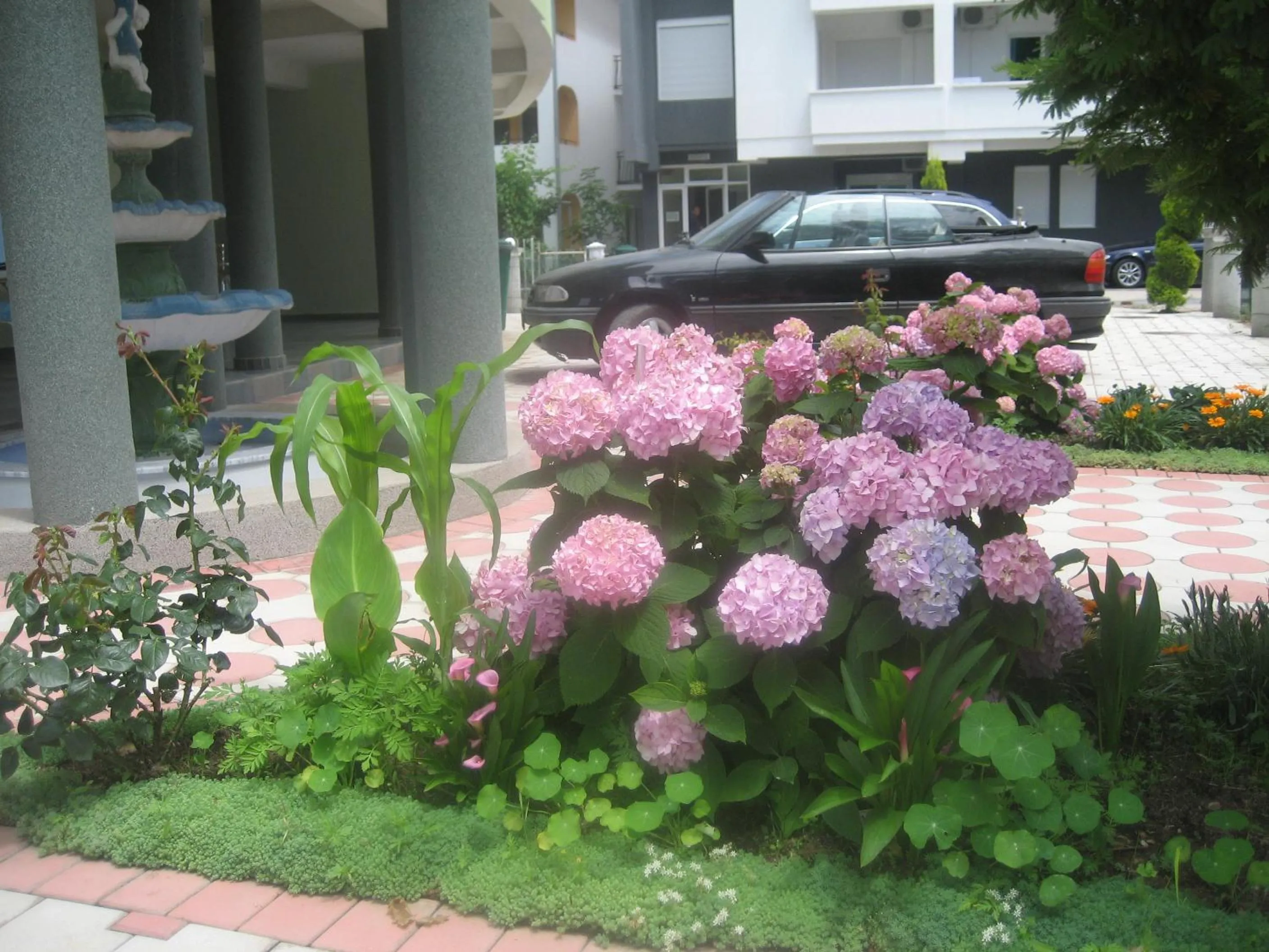 Garden in Guest House Vila Mimoza