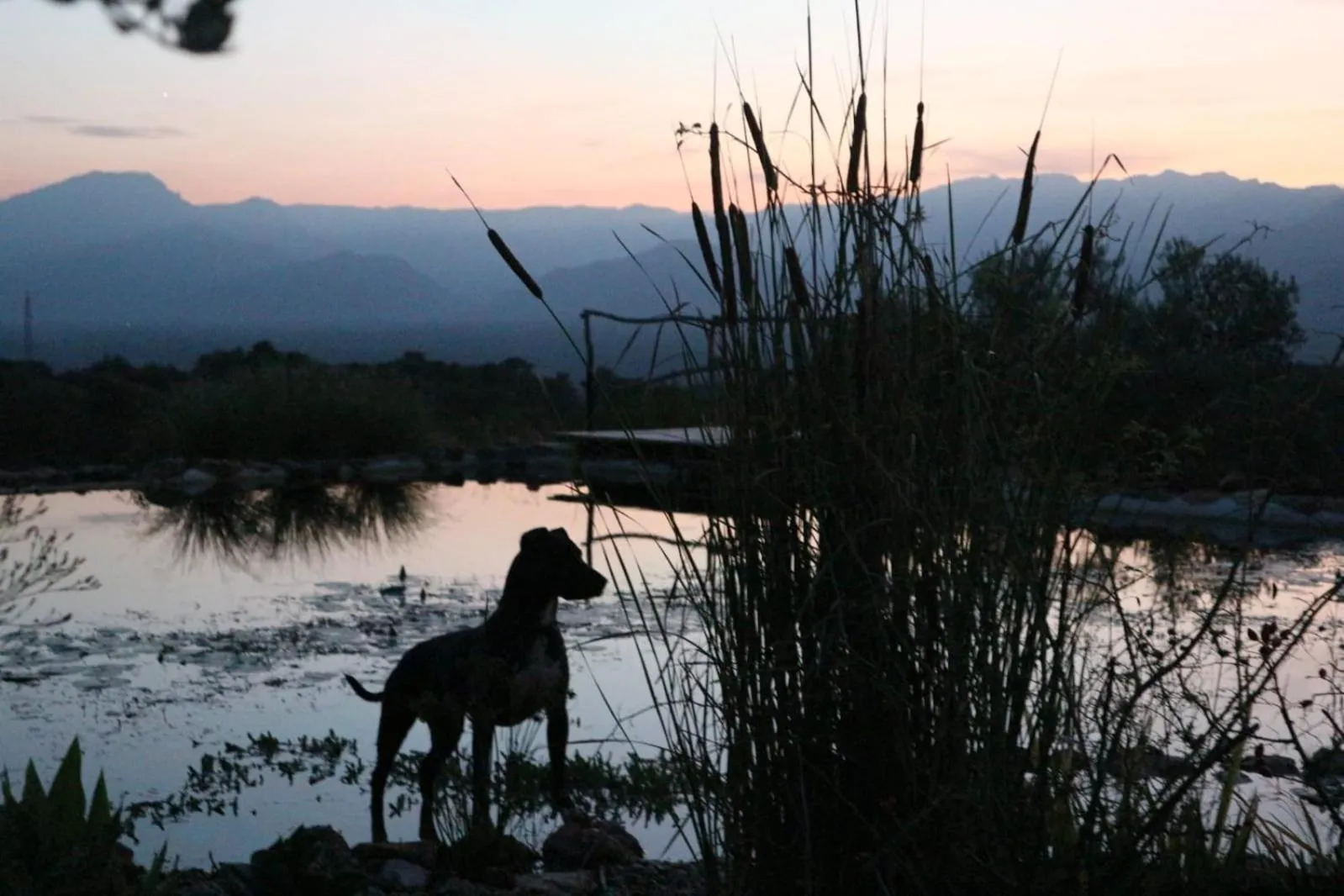 Pets in Finca Florecer