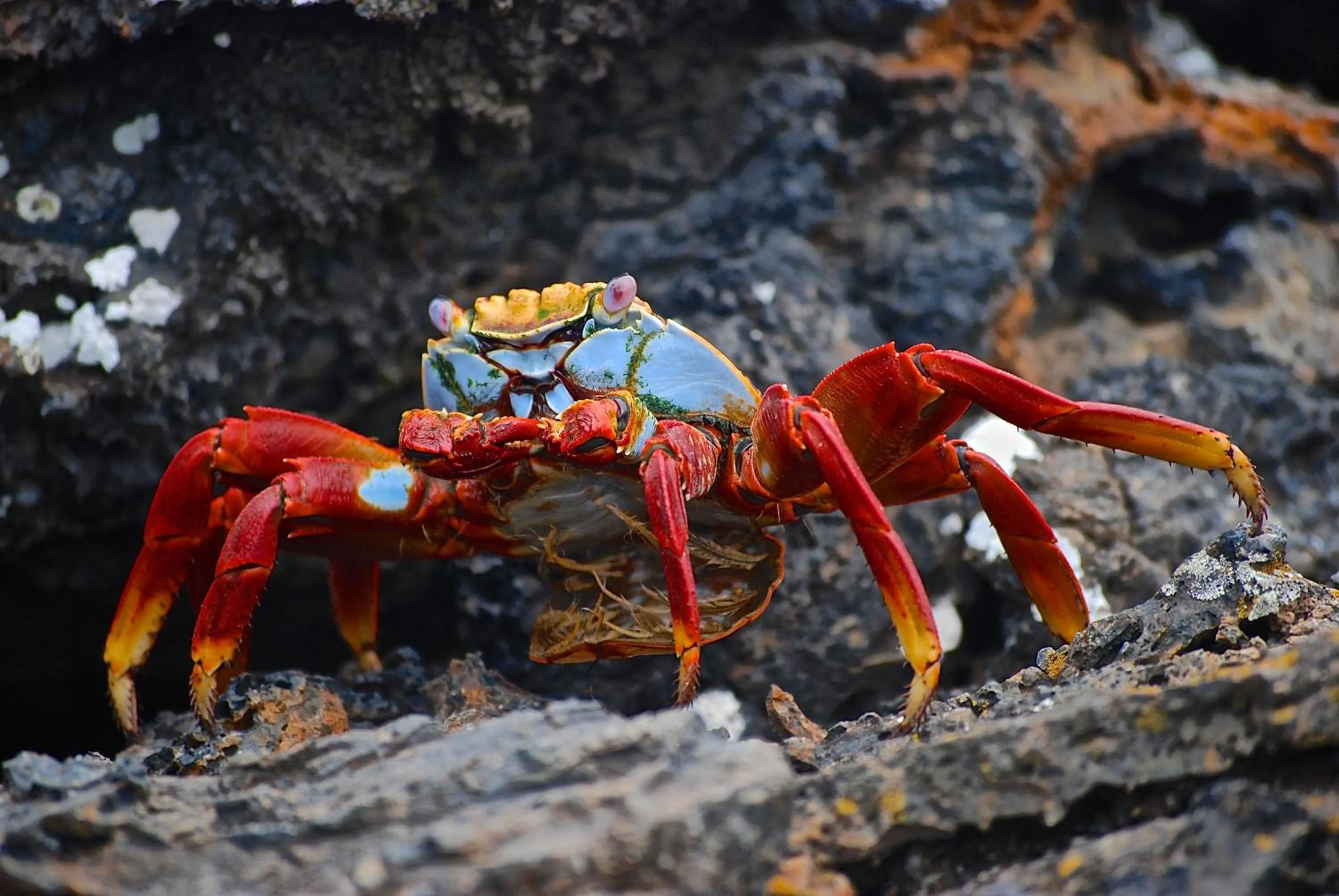 Day in Hotel Isamar Galapagos Beachfront