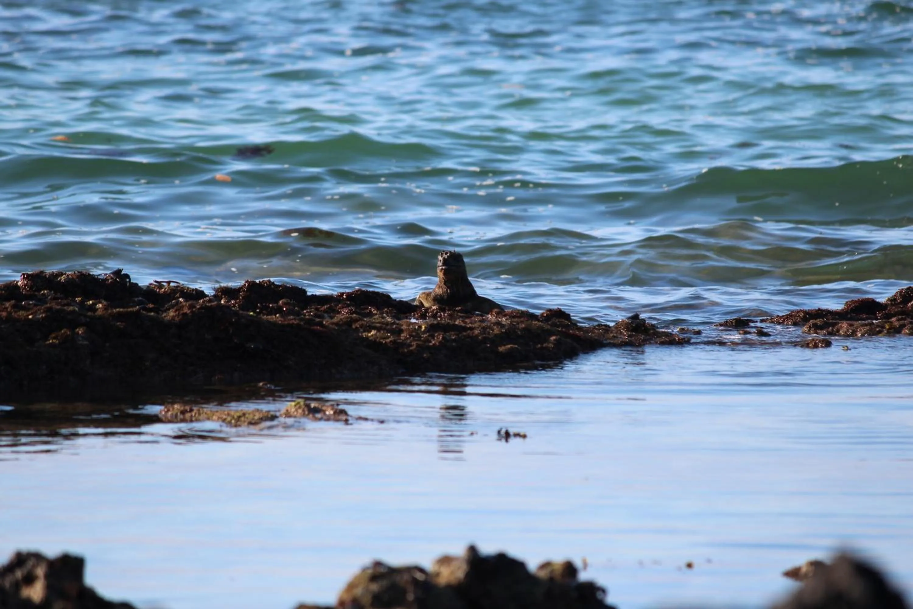 Day in Hotel Isamar Galapagos Beachfront