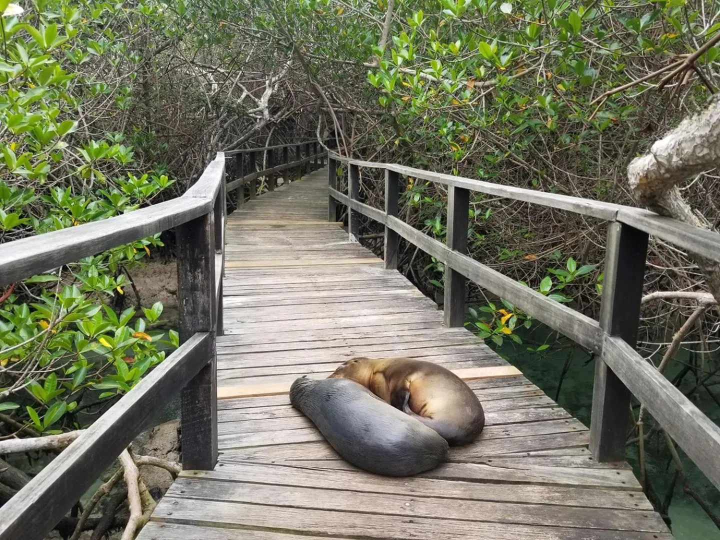 Spring in Hotel Isamar Galapagos Beachfront
