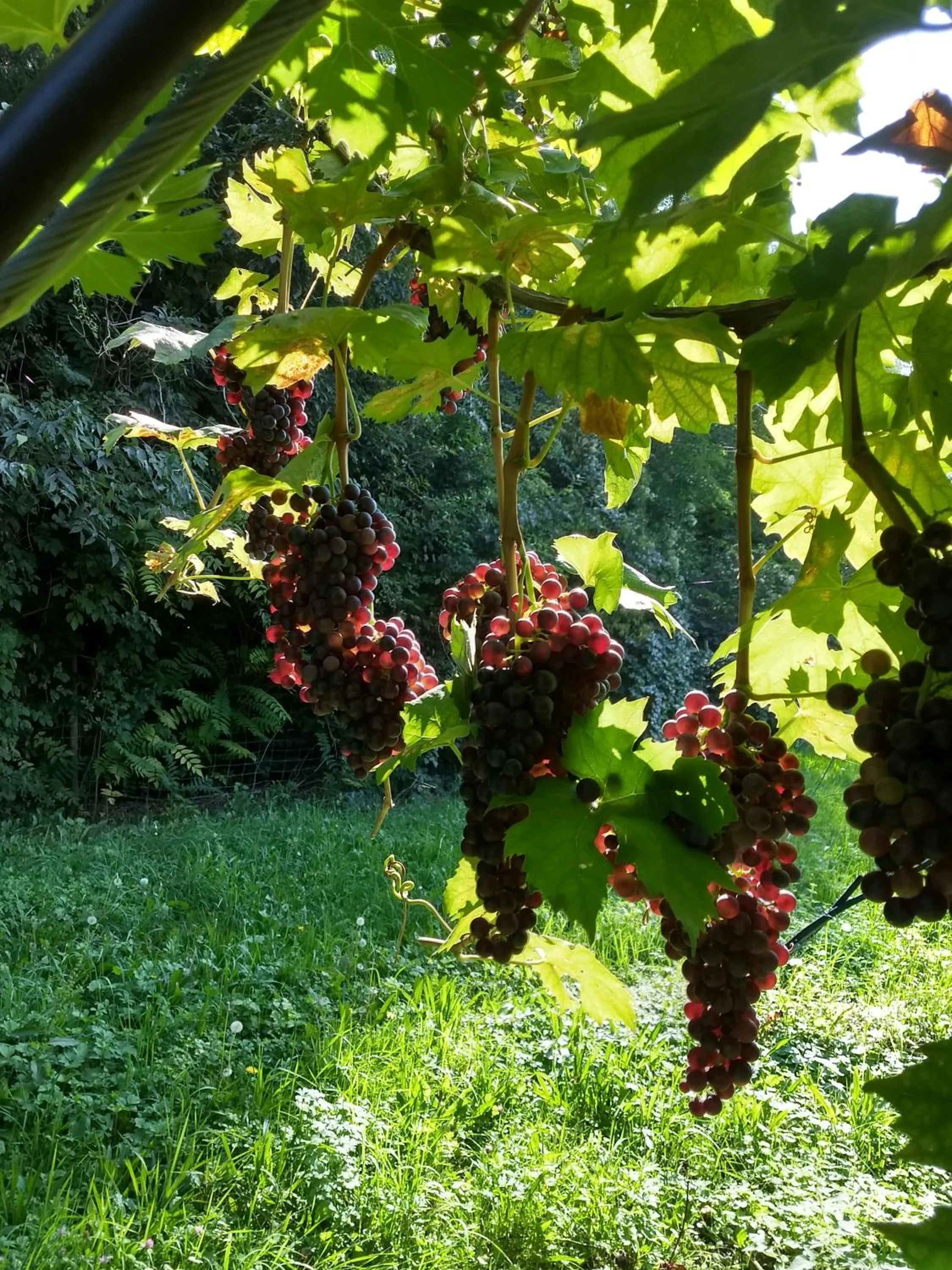 Garden in Residenza Pastrengo