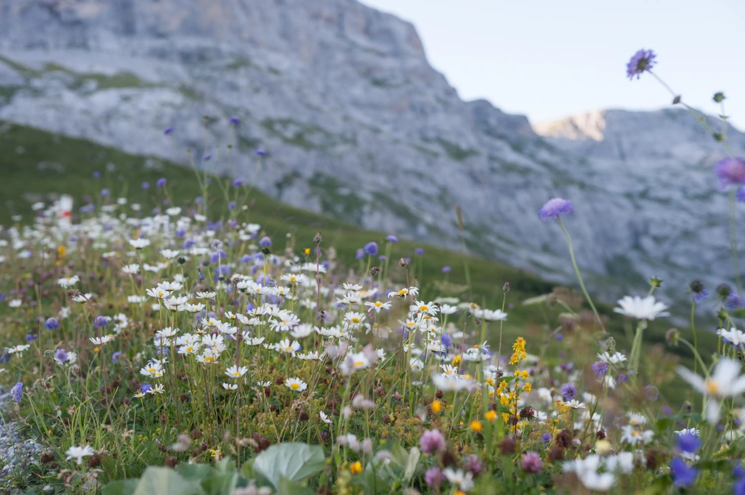 Natural landscape in Berghaus Sulzfluh