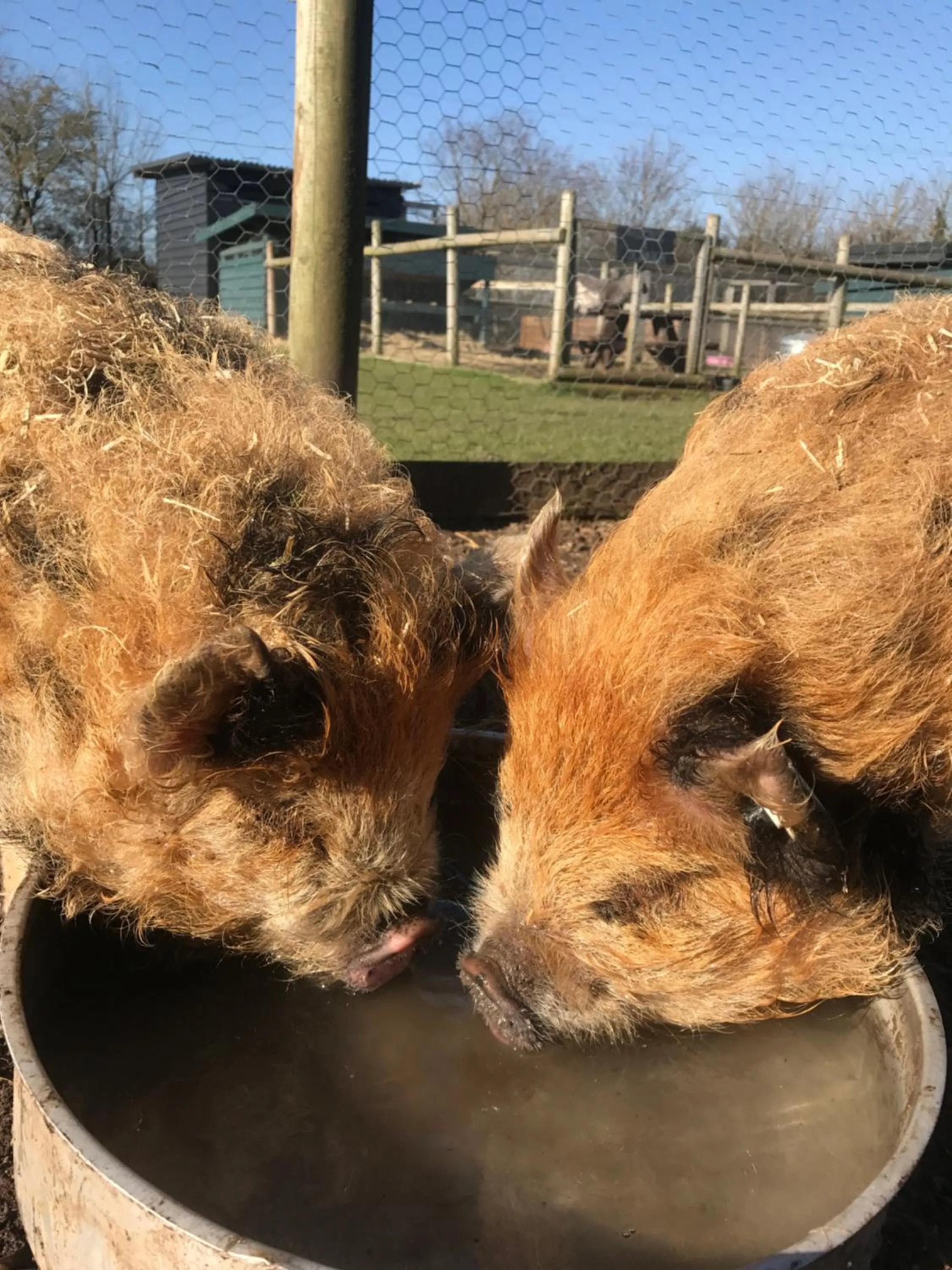 Animals in Willow Court Farm Studio South & Petting Farm, 8 mins from Legoland & Windsor, 15 mins from Lapland UK