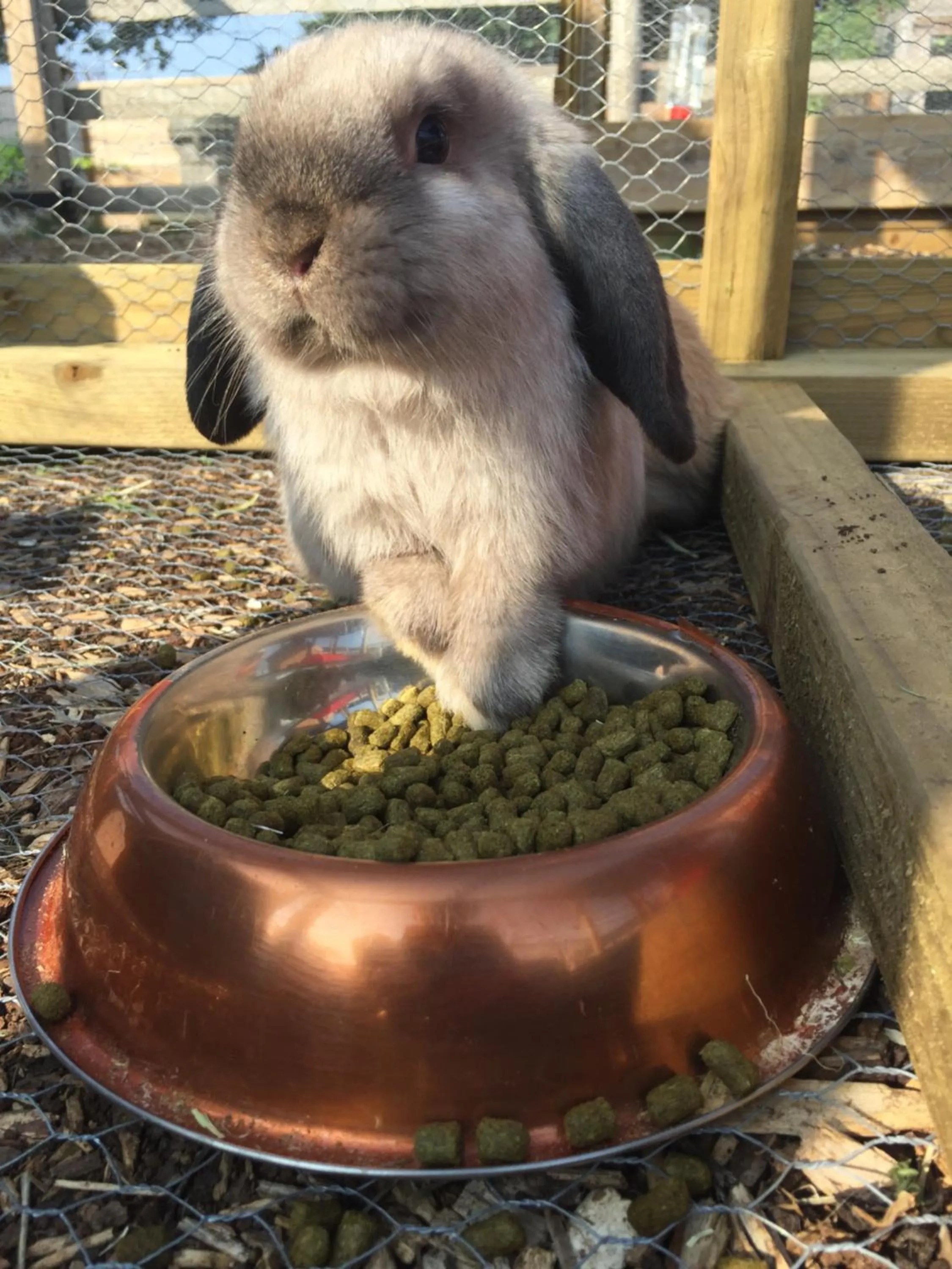 Animals in Willow Court Farm Studio South & Petting Farm, 8 mins from Legoland & Windsor, 15 mins from Lapland UK