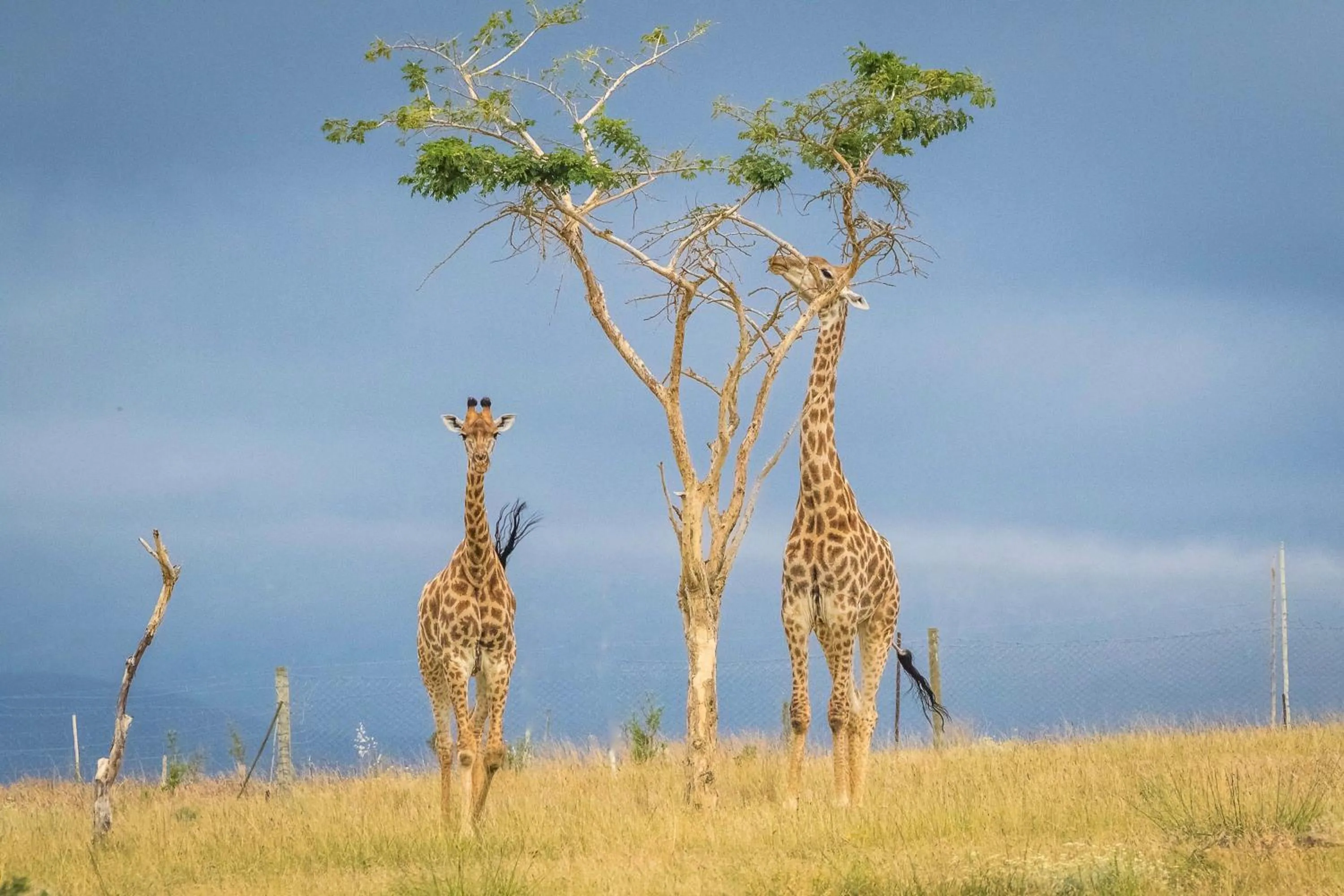 Natural landscape in Kwetu Guest Farm
