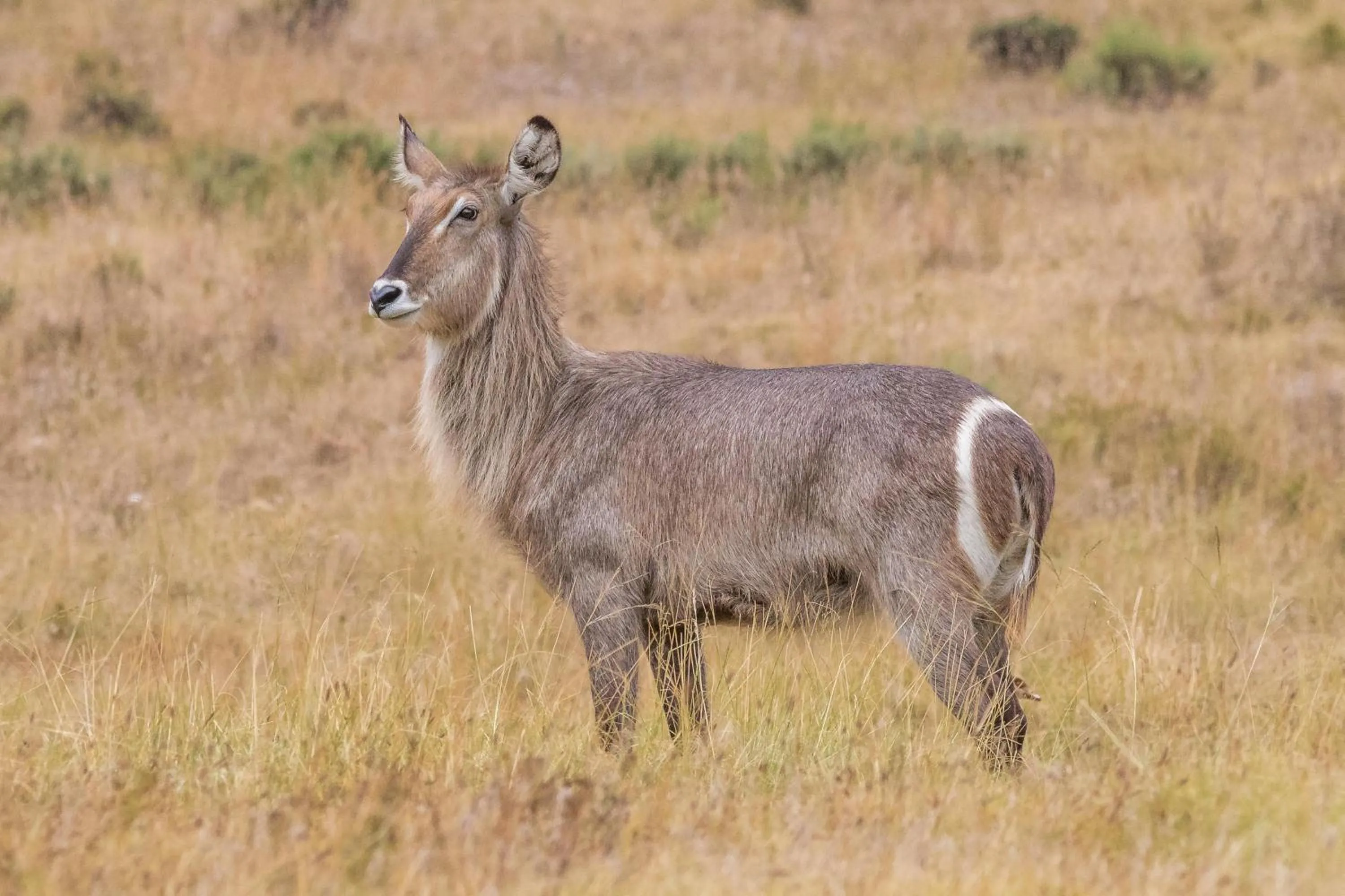 Animals in Kwetu Guest Farm