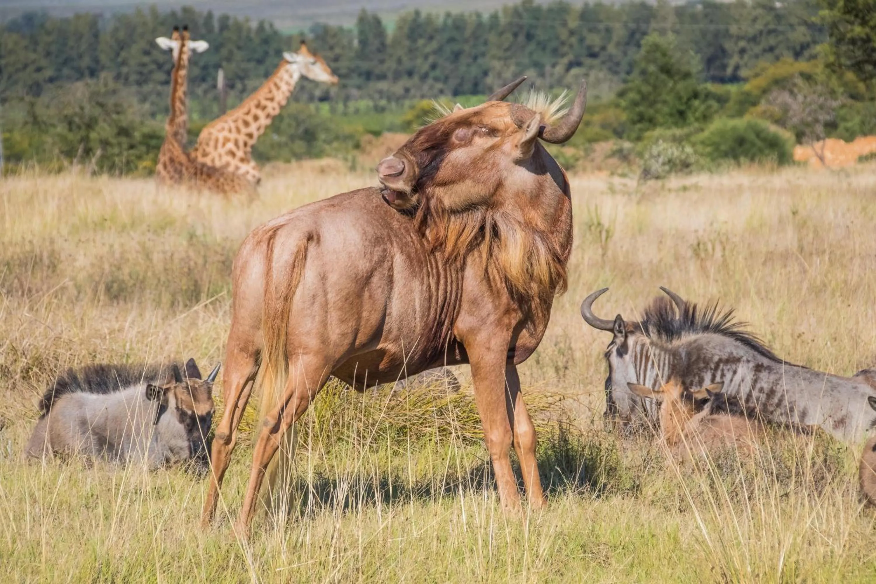 Animals in Kwetu Guest Farm
