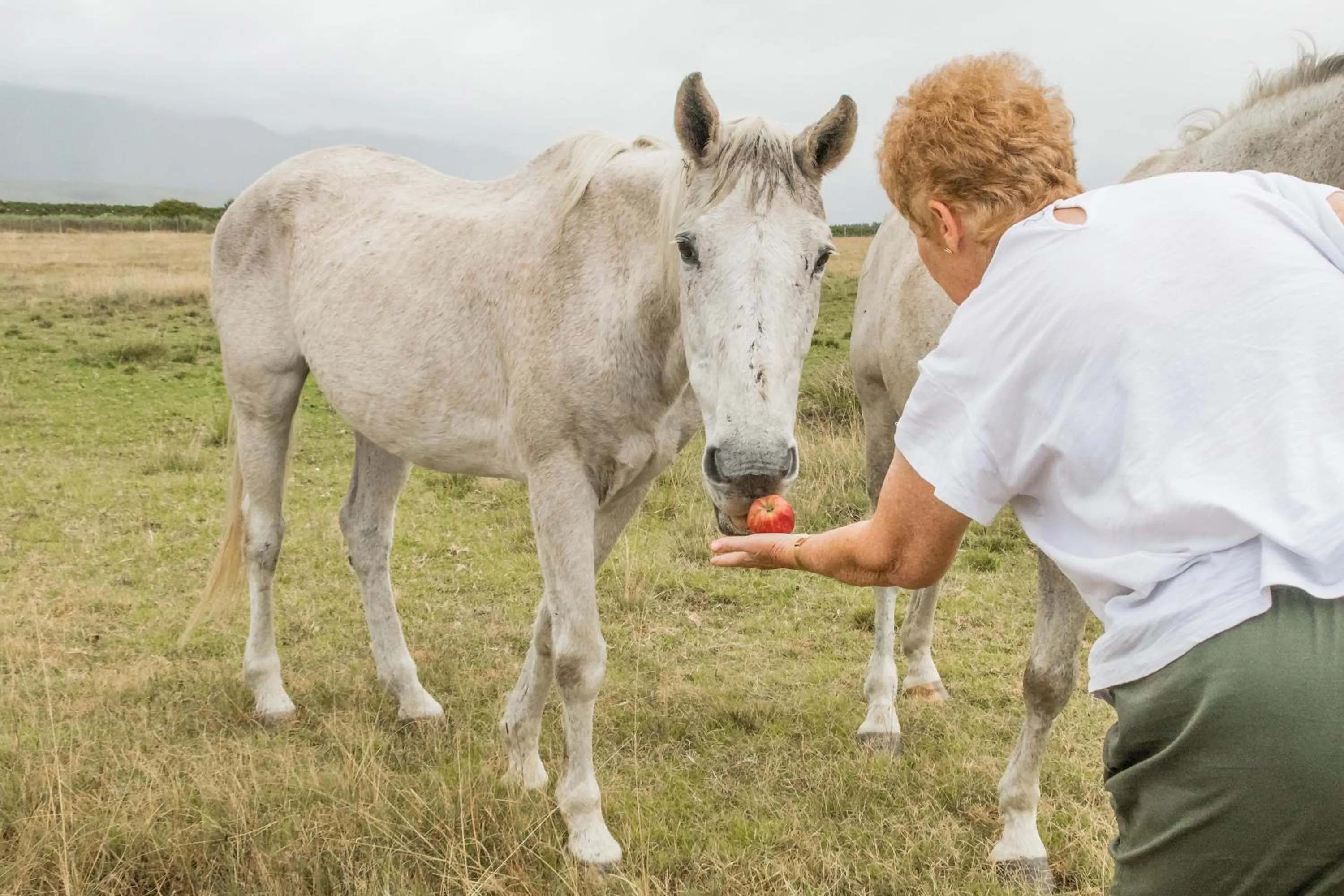 Animals in Kwetu Guest Farm