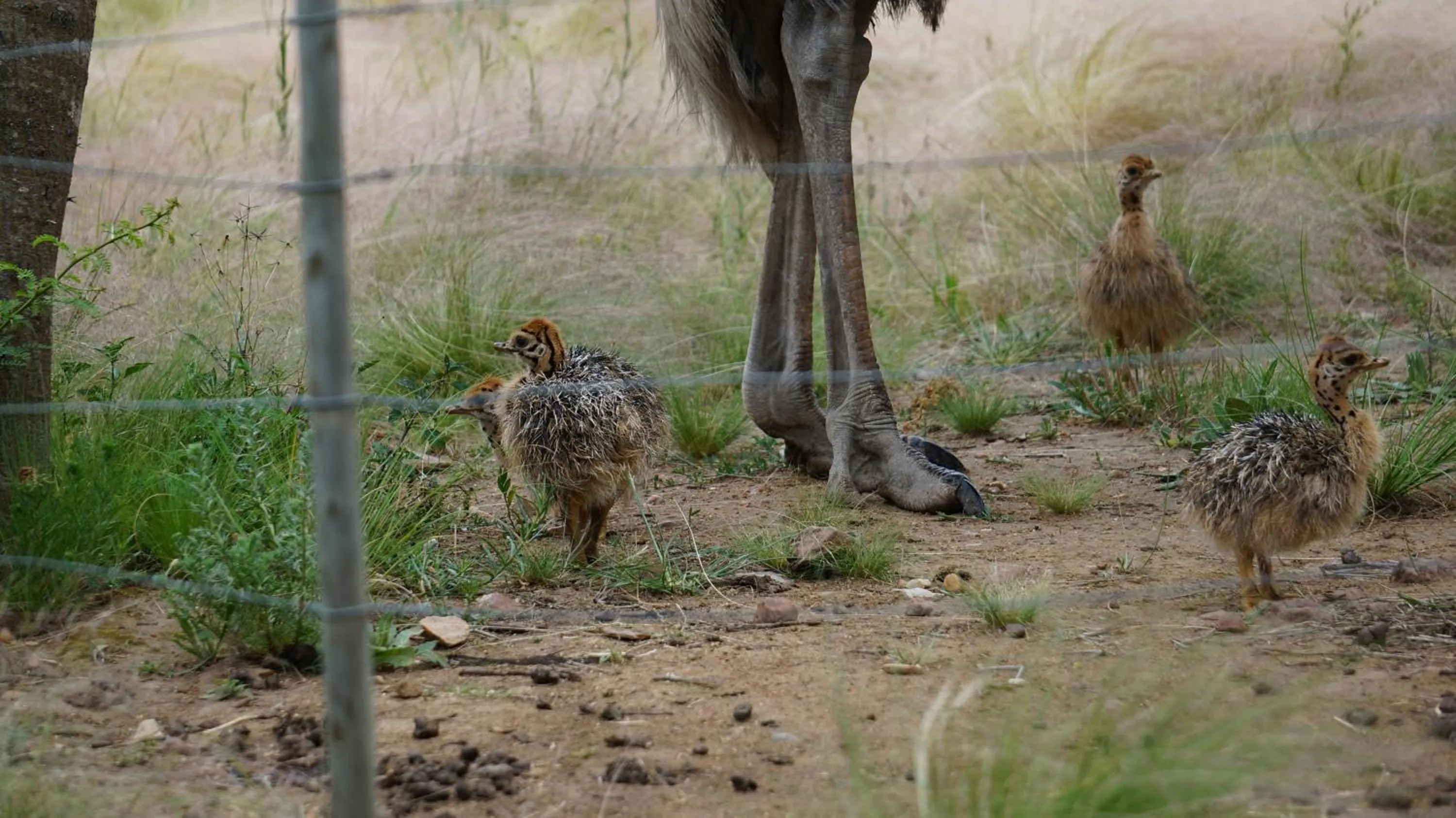 Animals in Kwetu Guest Farm