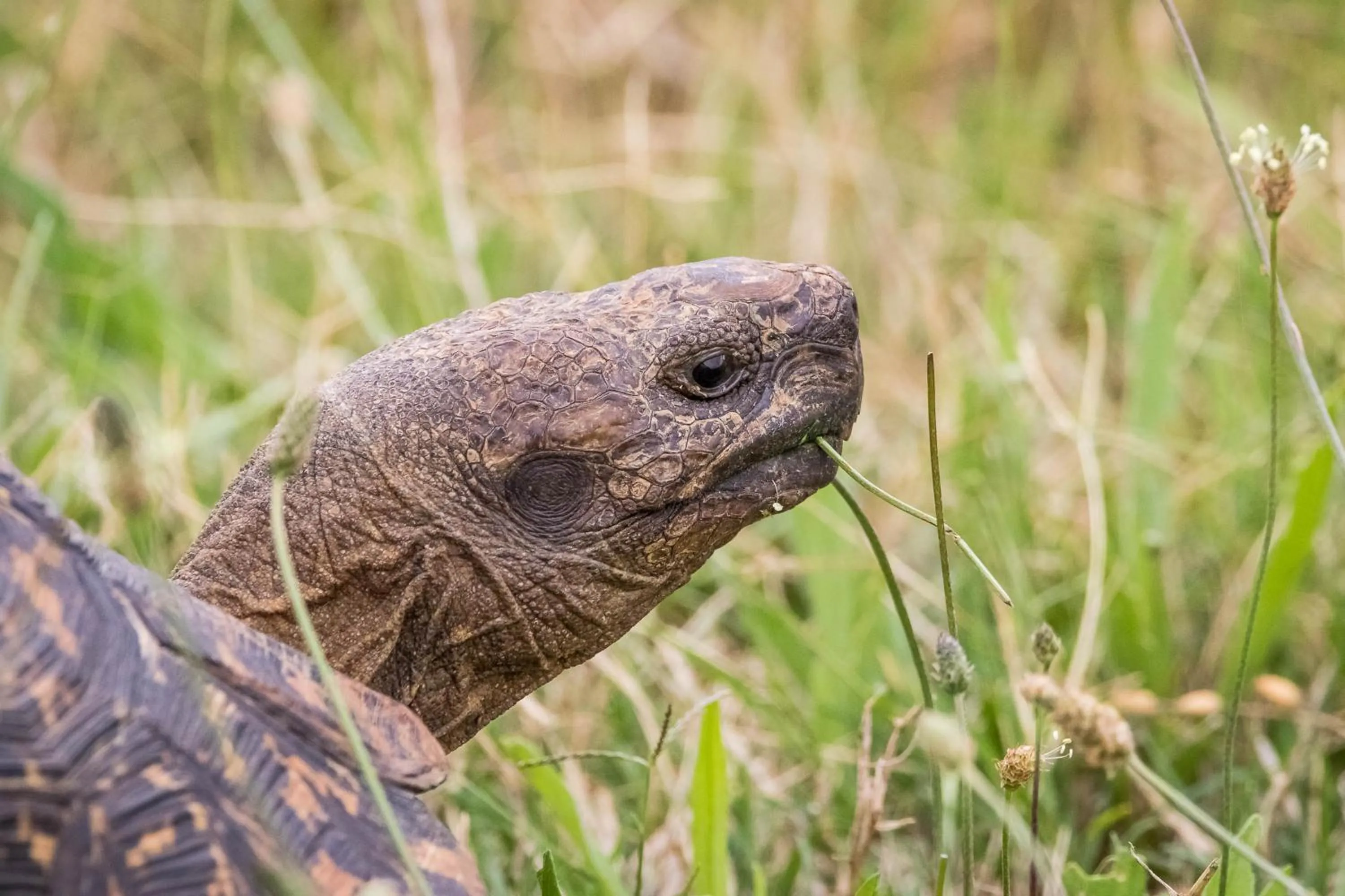 Animals in Kwetu Guest Farm