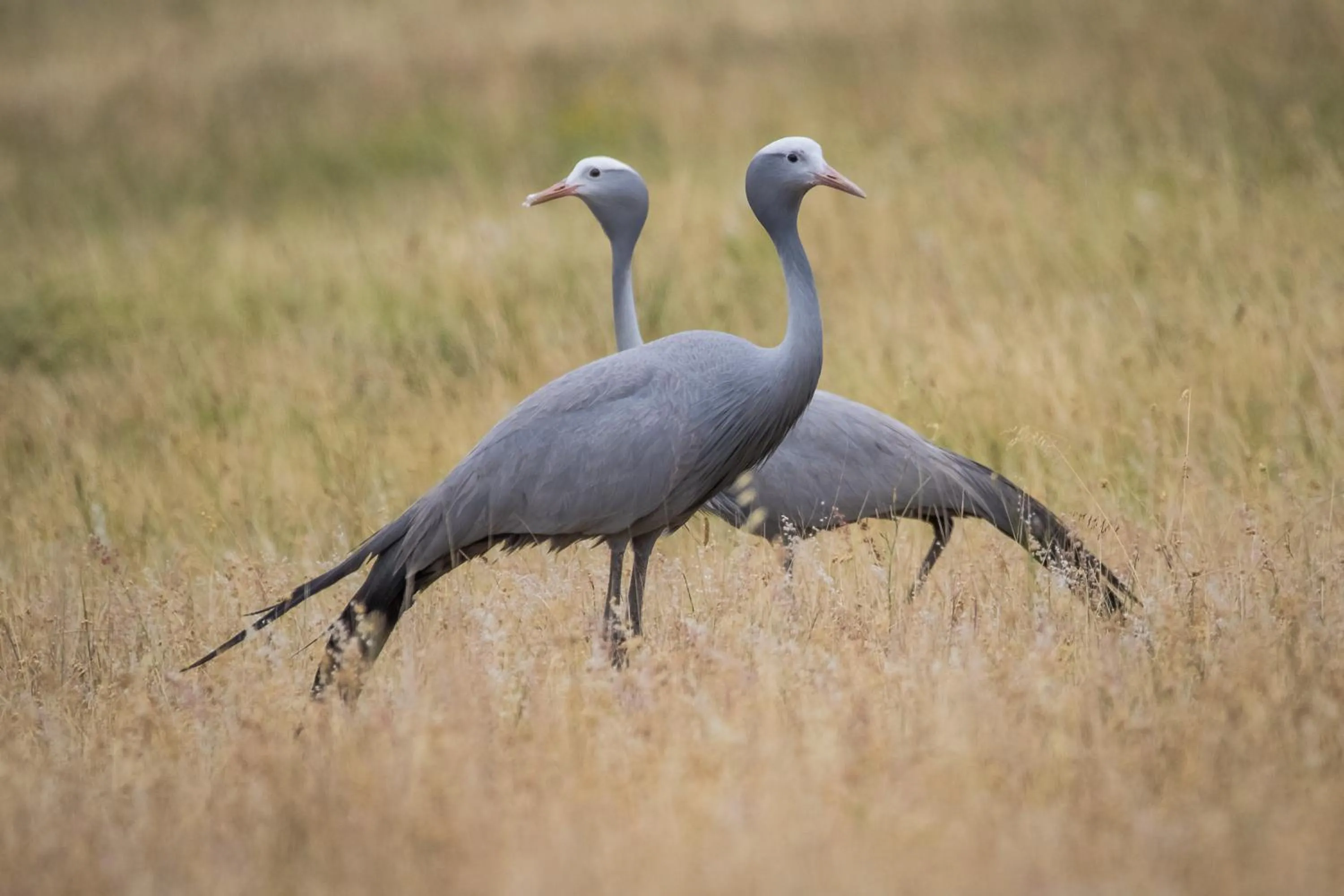 Animals in Kwetu Guest Farm