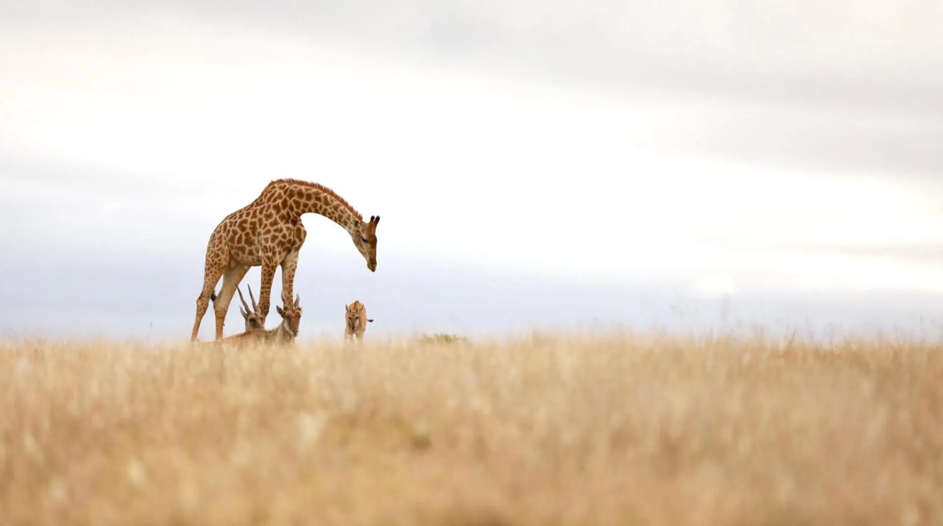 Animals in Kwetu Guest Farm