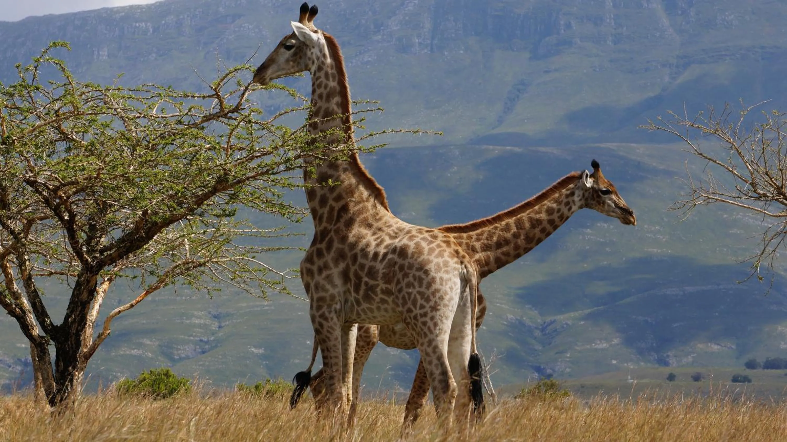 Animals in Kwetu Guest Farm