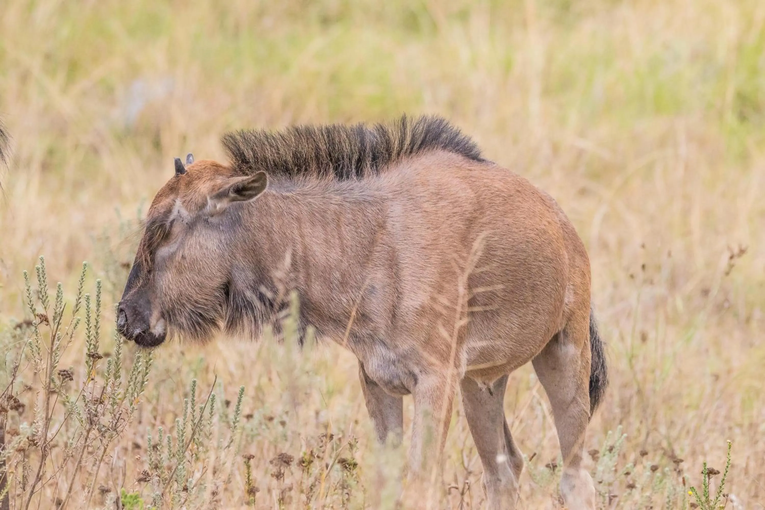 Animals in Kwetu Guest Farm