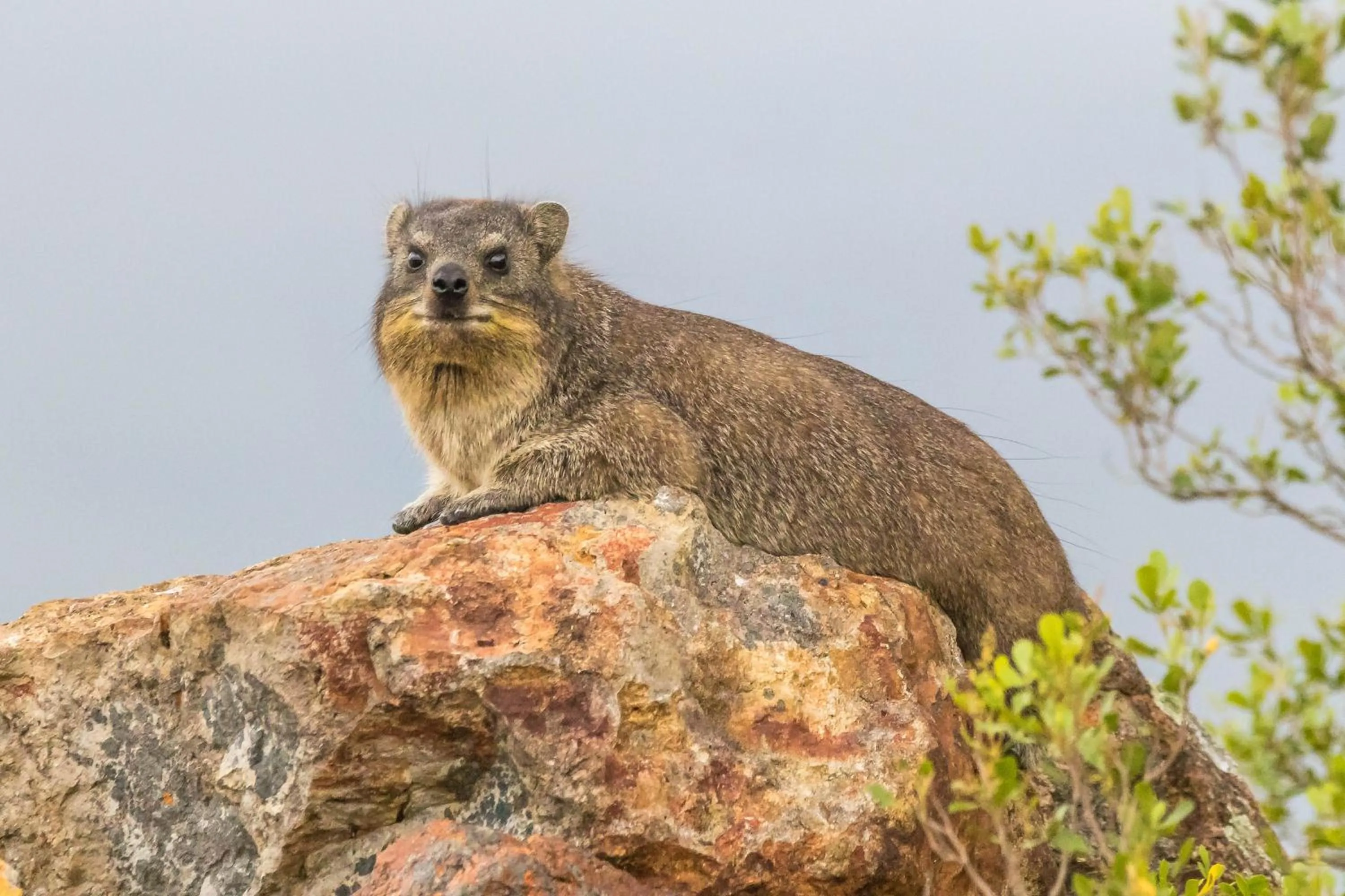 Animals in Kwetu Guest Farm