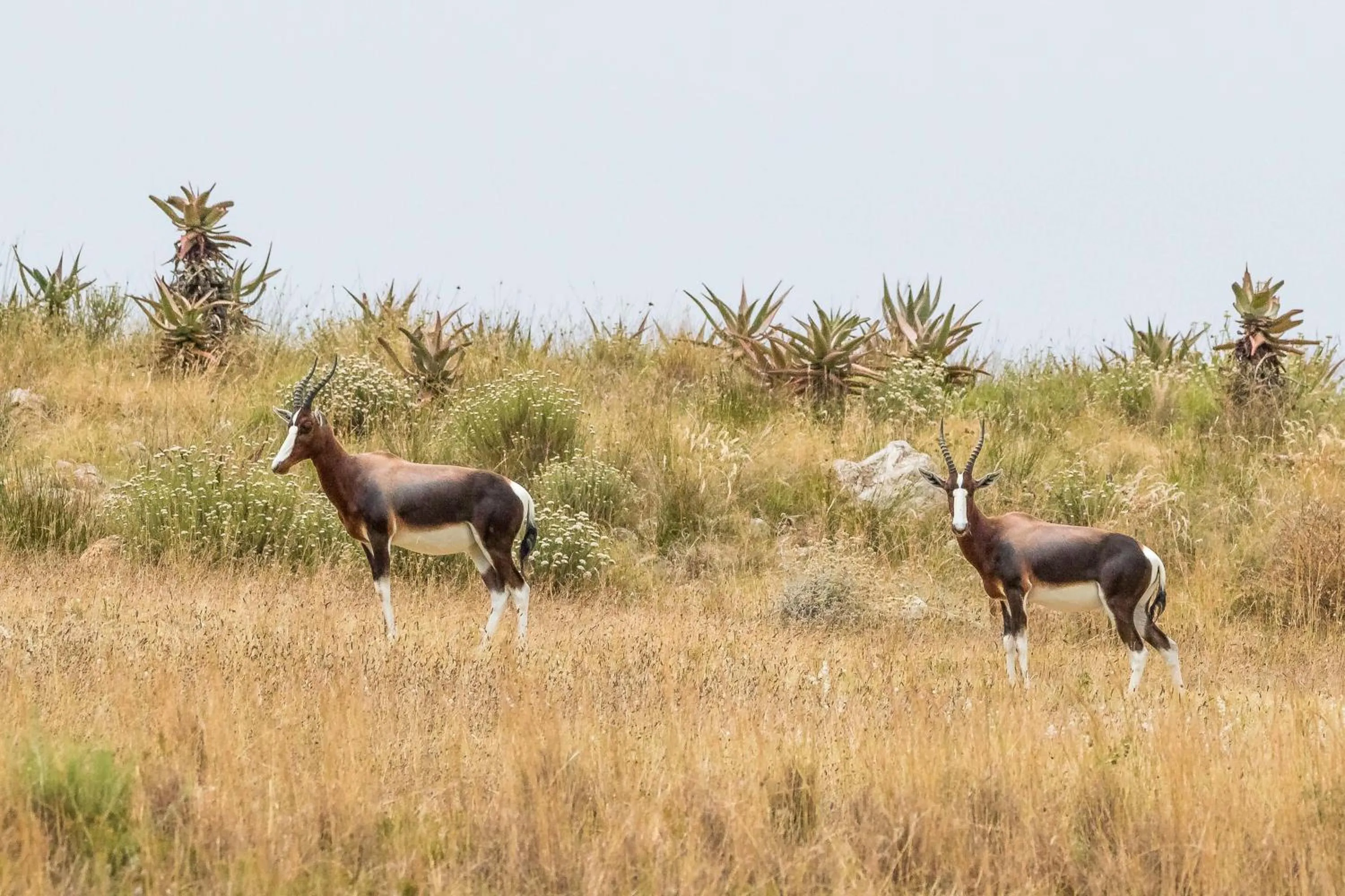 Animals in Kwetu Guest Farm