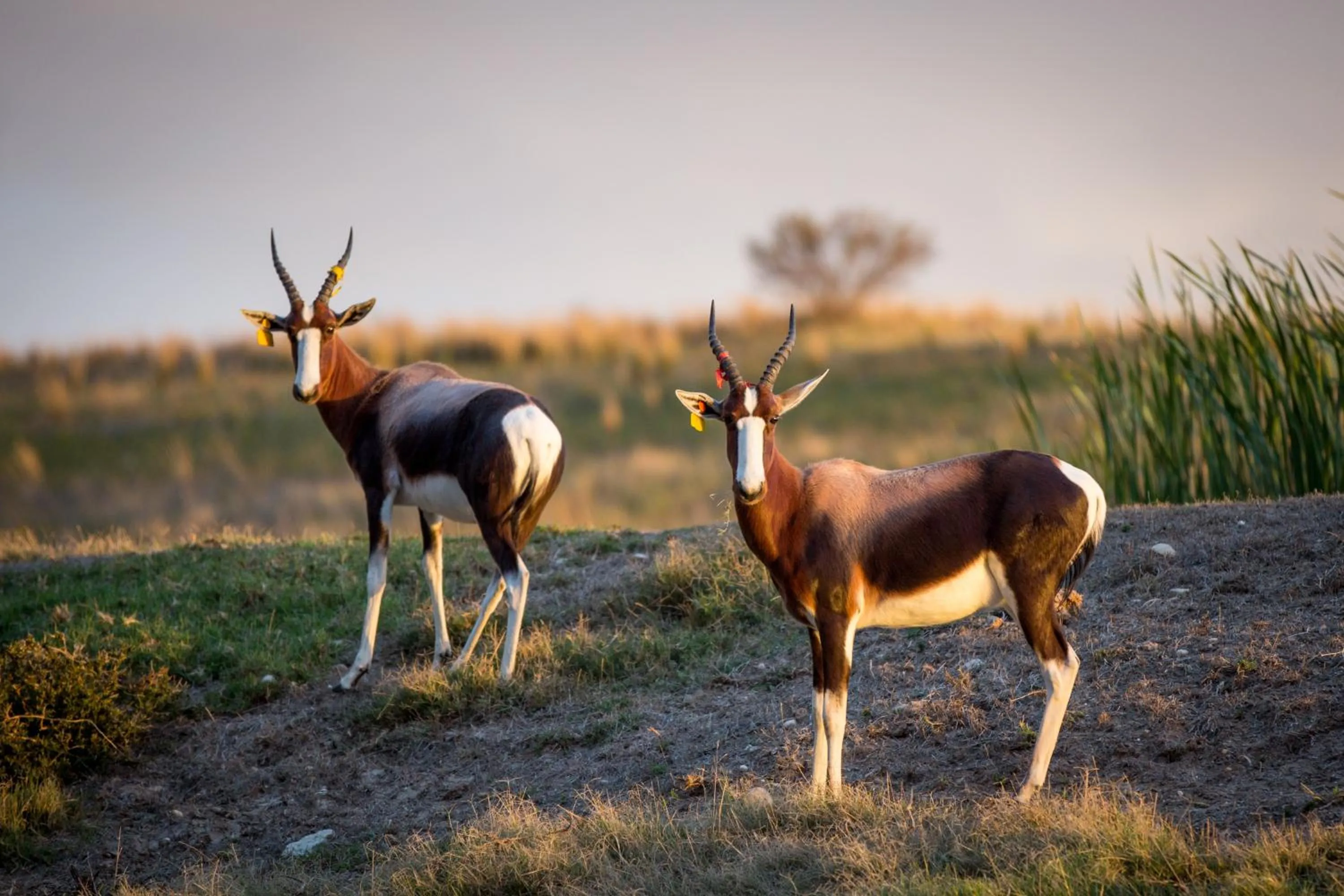 Animals in Kwetu Guest Farm