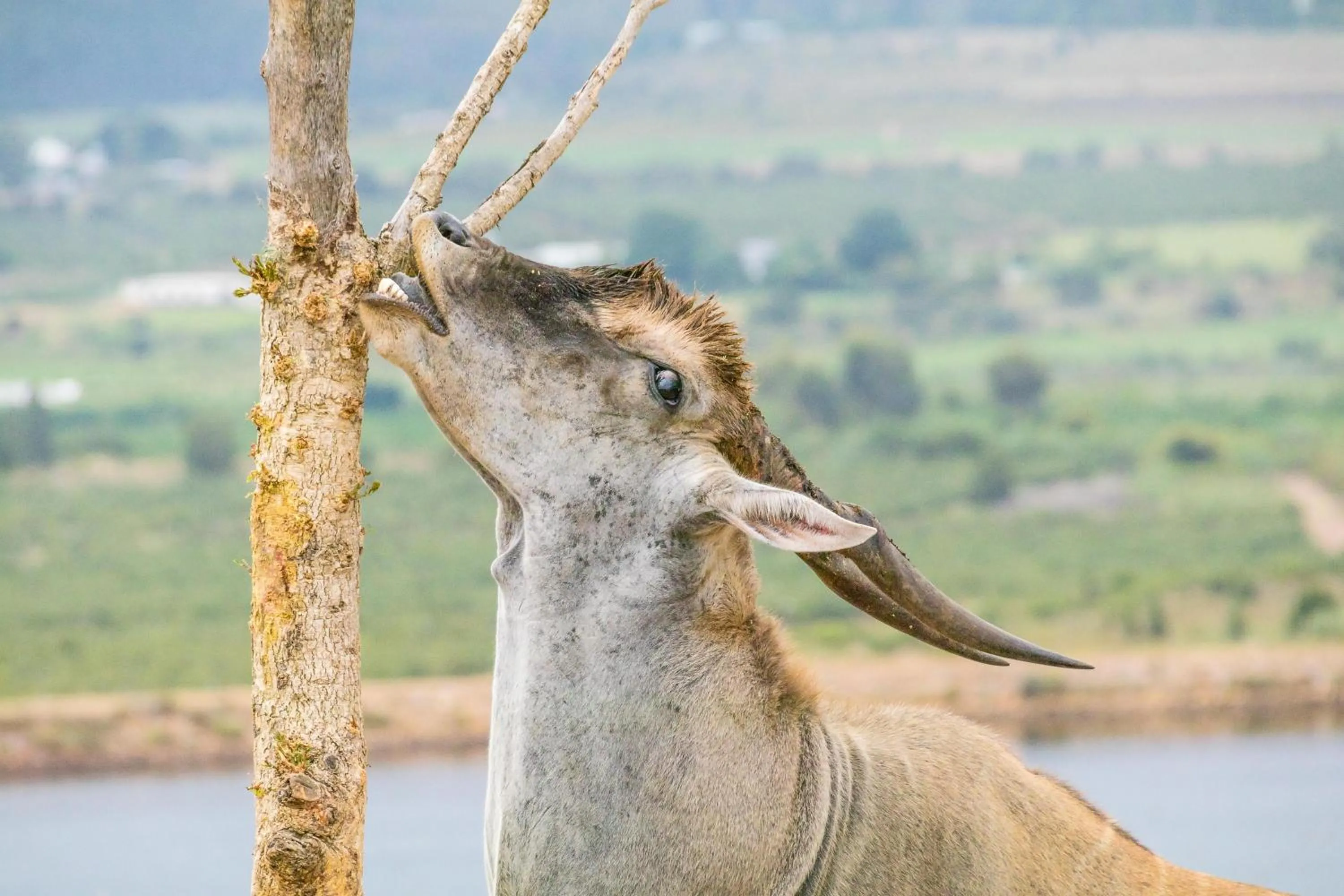 Animals in Kwetu Guest Farm